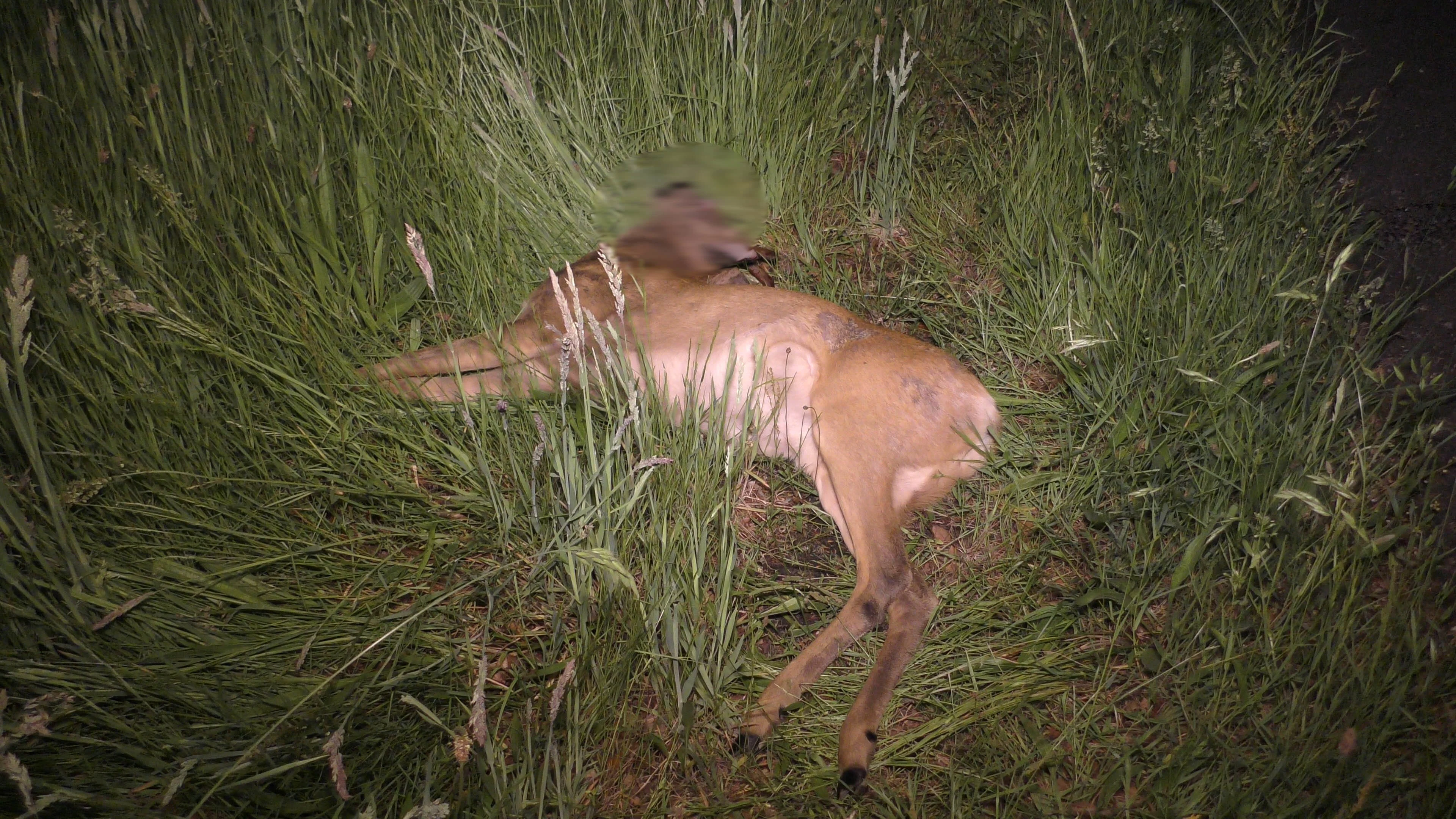 Ree doodgereden op N381 bij Witteveen, automobiliste belandt in sloot
