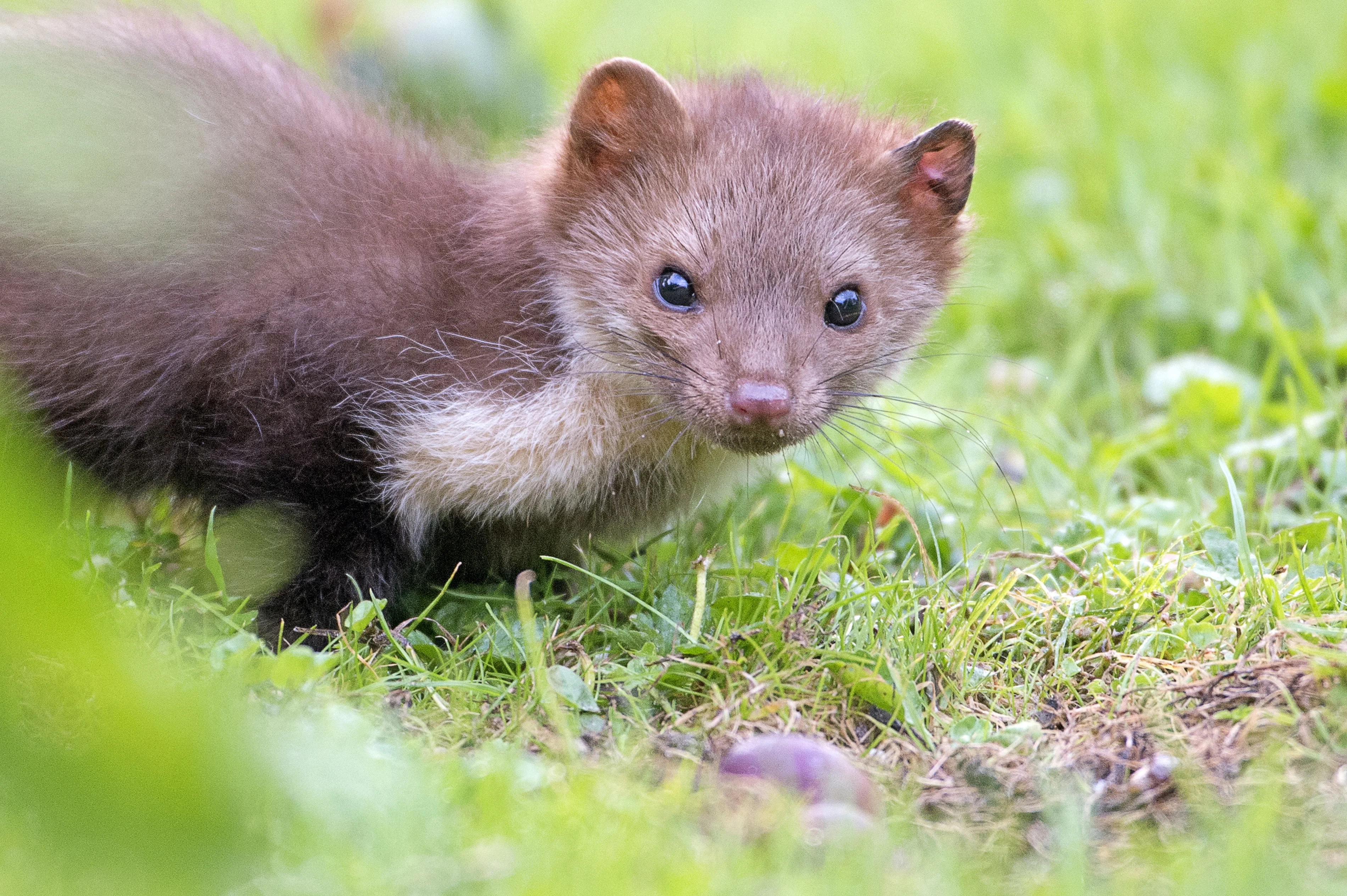 Dierenambulance dupe van marter: duizenden euro's schade door kapotgebeten kabels