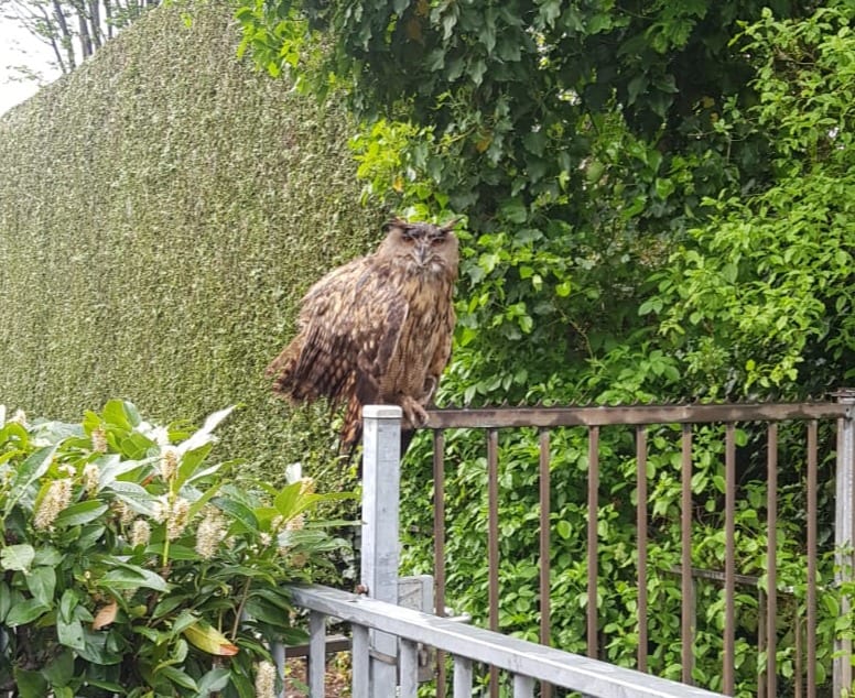 Oehoe blokkeert ingang van basisschool in Hulst: 'Het thema is vandaag Fabeltjeskrant!'