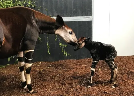 Dit is okapi Guus, de nieuwste aanwinst van Safaripark Beekse Bergen