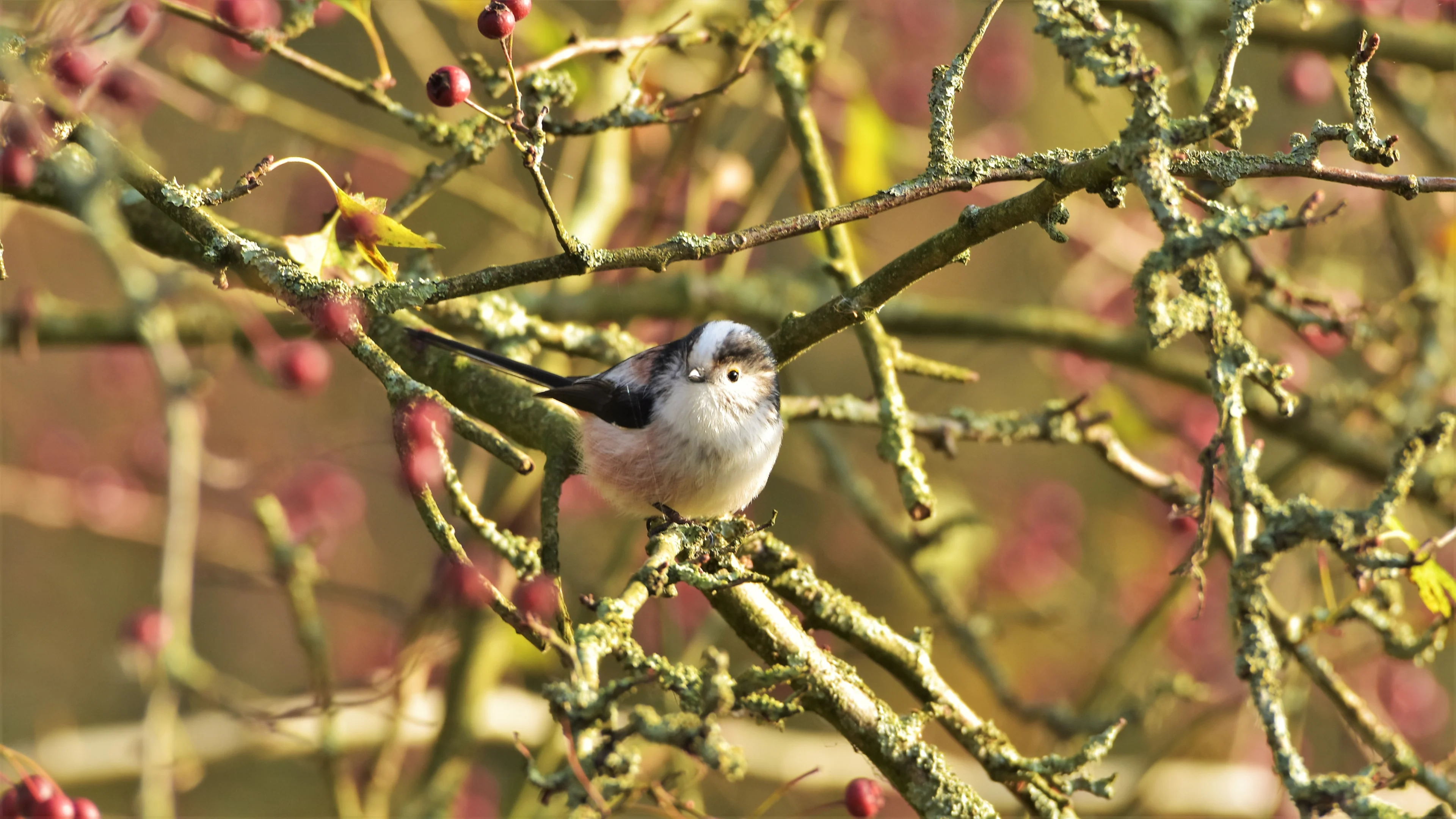 Neem je paraplu mee: zon maakt plaats voor donkere wolken