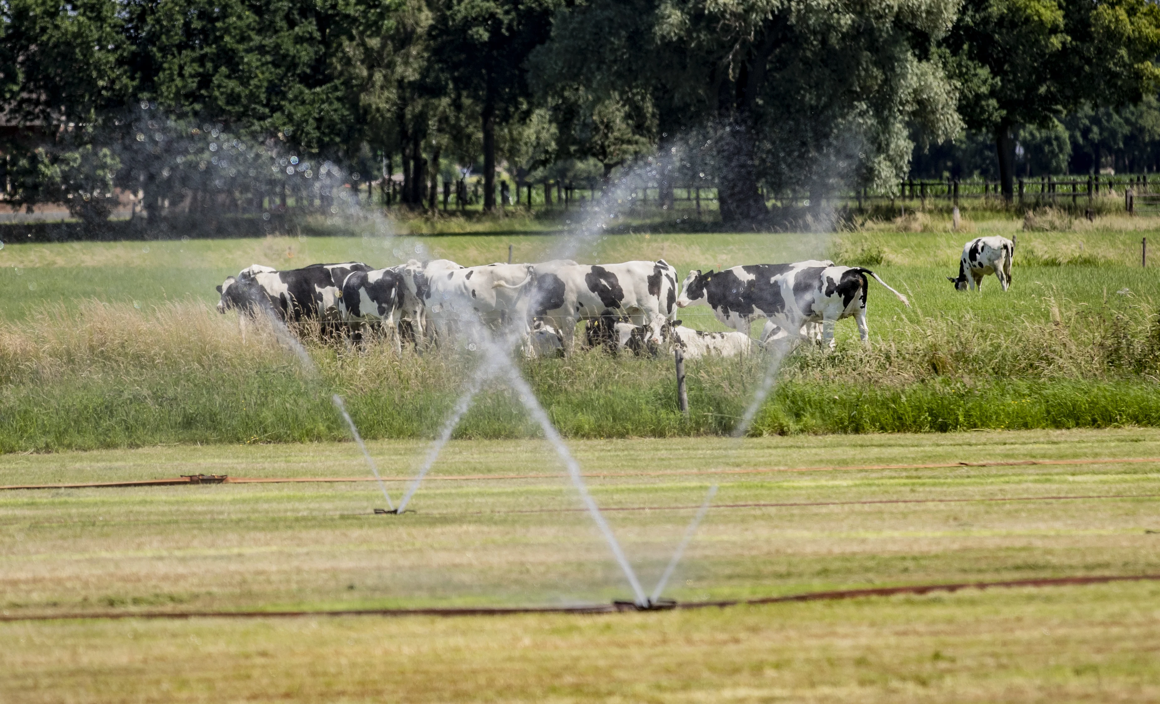 NVWA gaat dit weekend extra letten op gevolgen hitte voor dieren