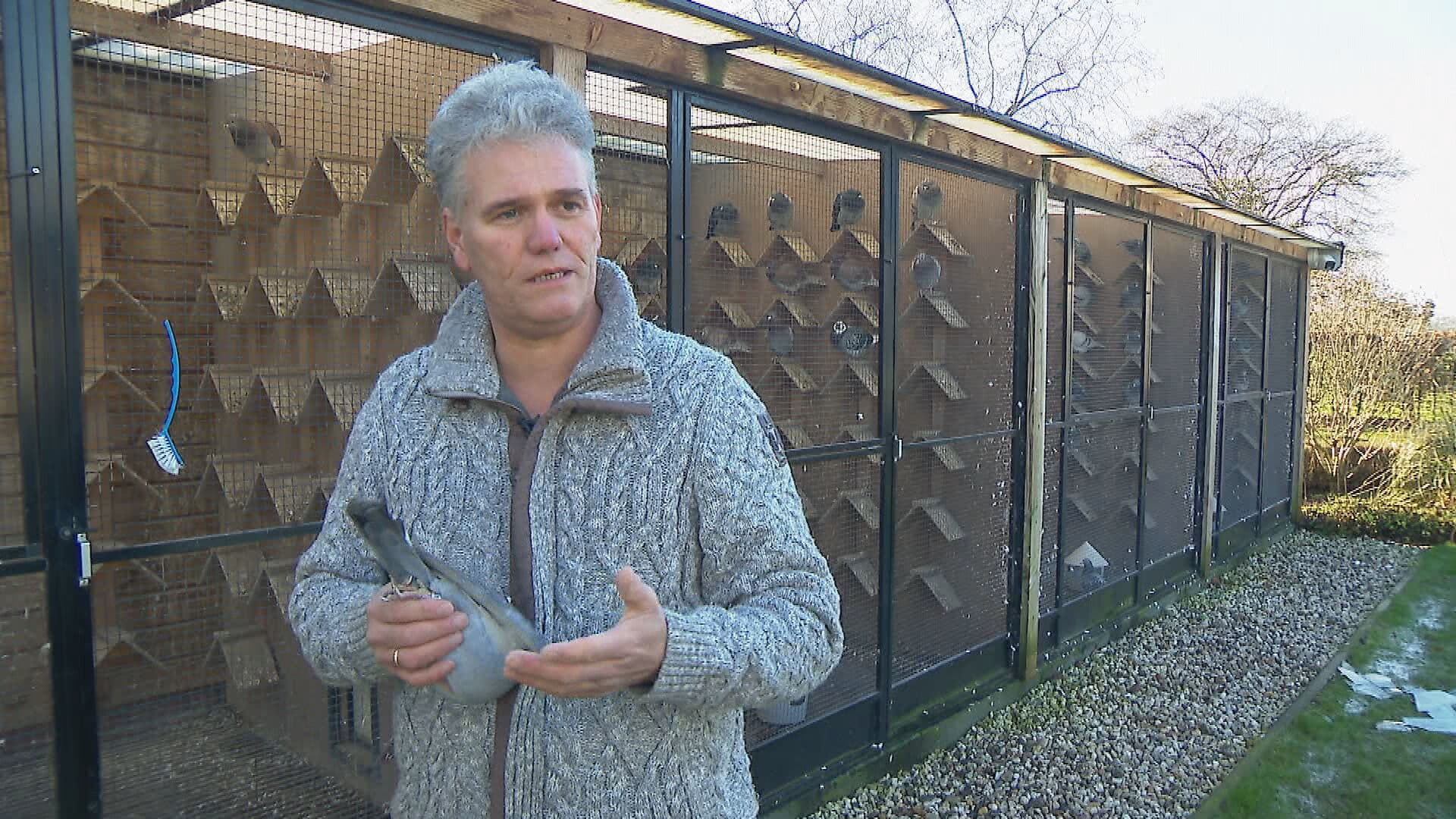 Criminelen stelen bijna alle duiven uit Den Ham: heldhaftige Harold zet achtervolging in