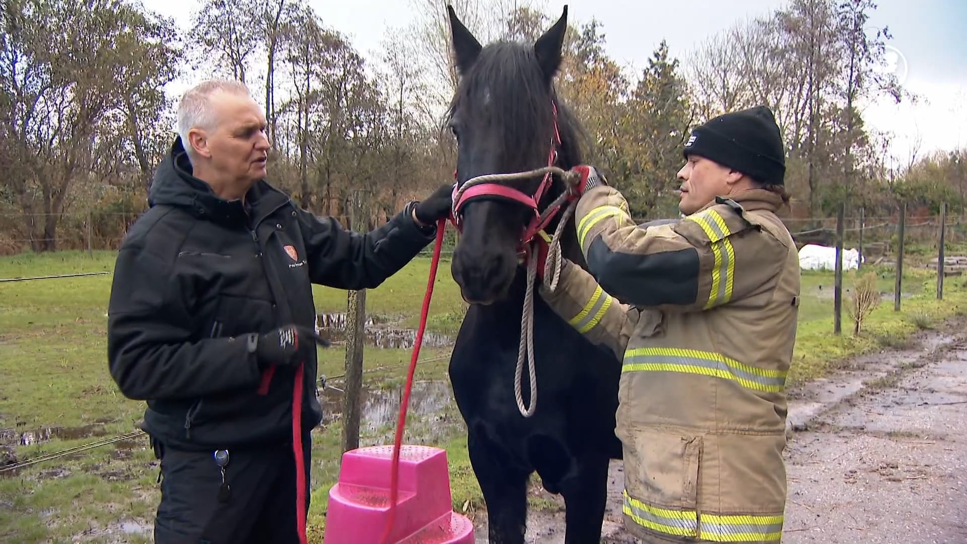 Zo red je een paard uit het water