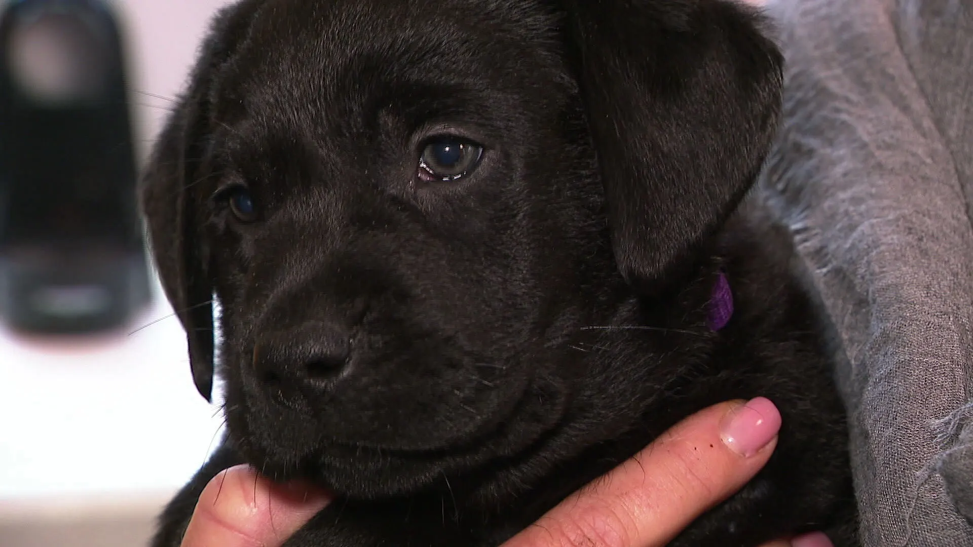 Vraag naar labradorpuppy verviervoudigd door corona: 'Dit heb ik niet eerder meegemaakt'