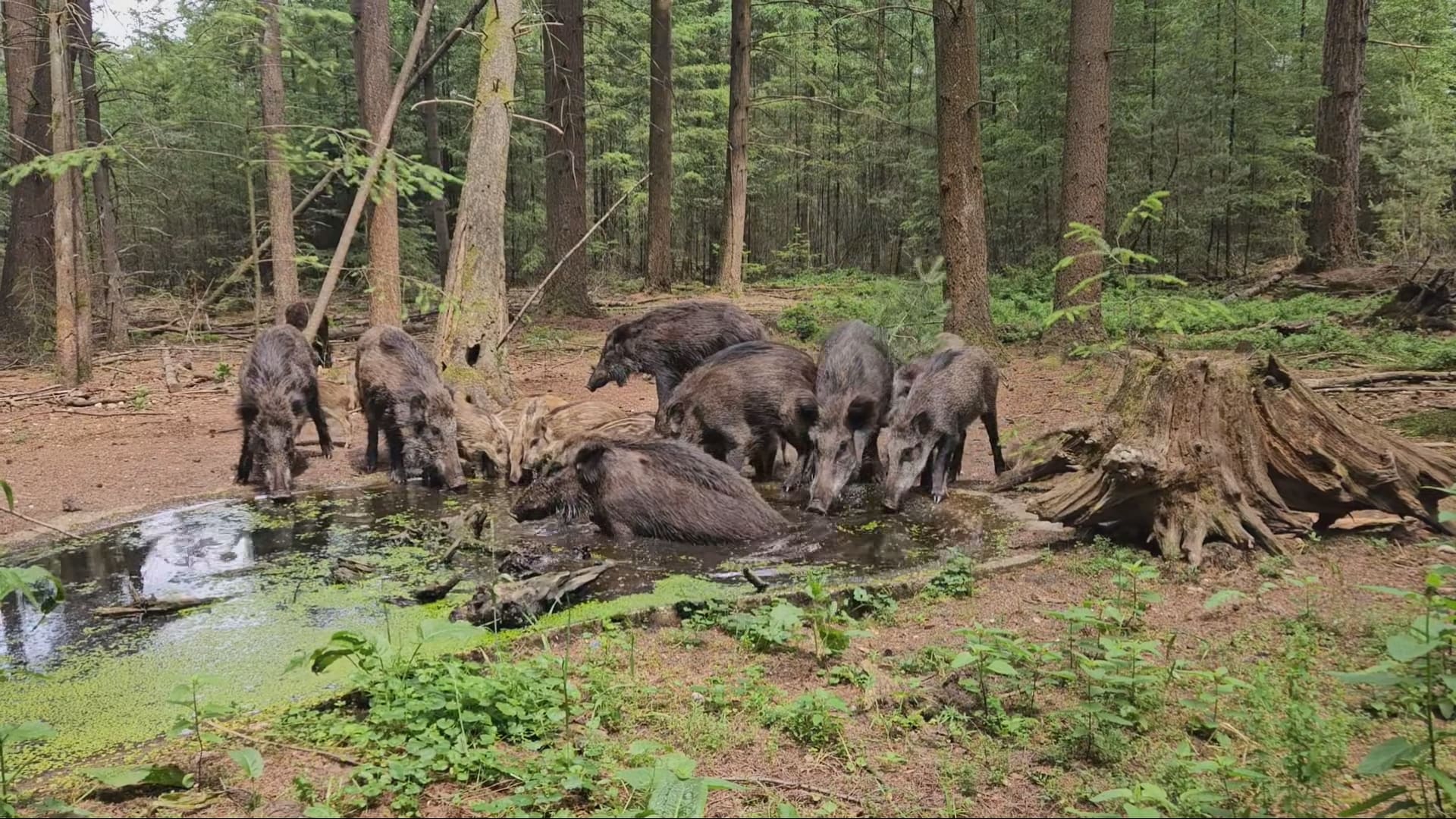 ZIEN: Zwijnen zoeken verkoeling tijdens zomerse dagen in Otterlo