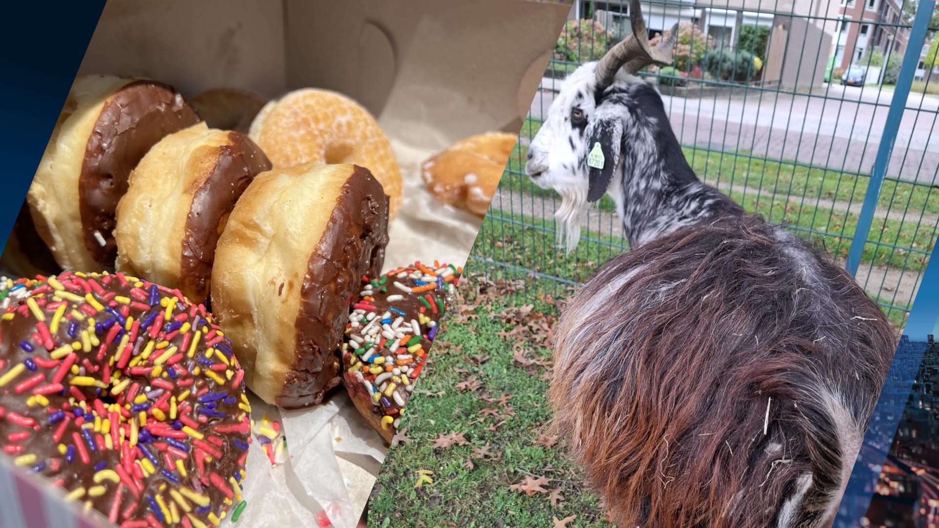 Kinderboerderij Didam woest: geiten ziek door achtergelaten junkfood