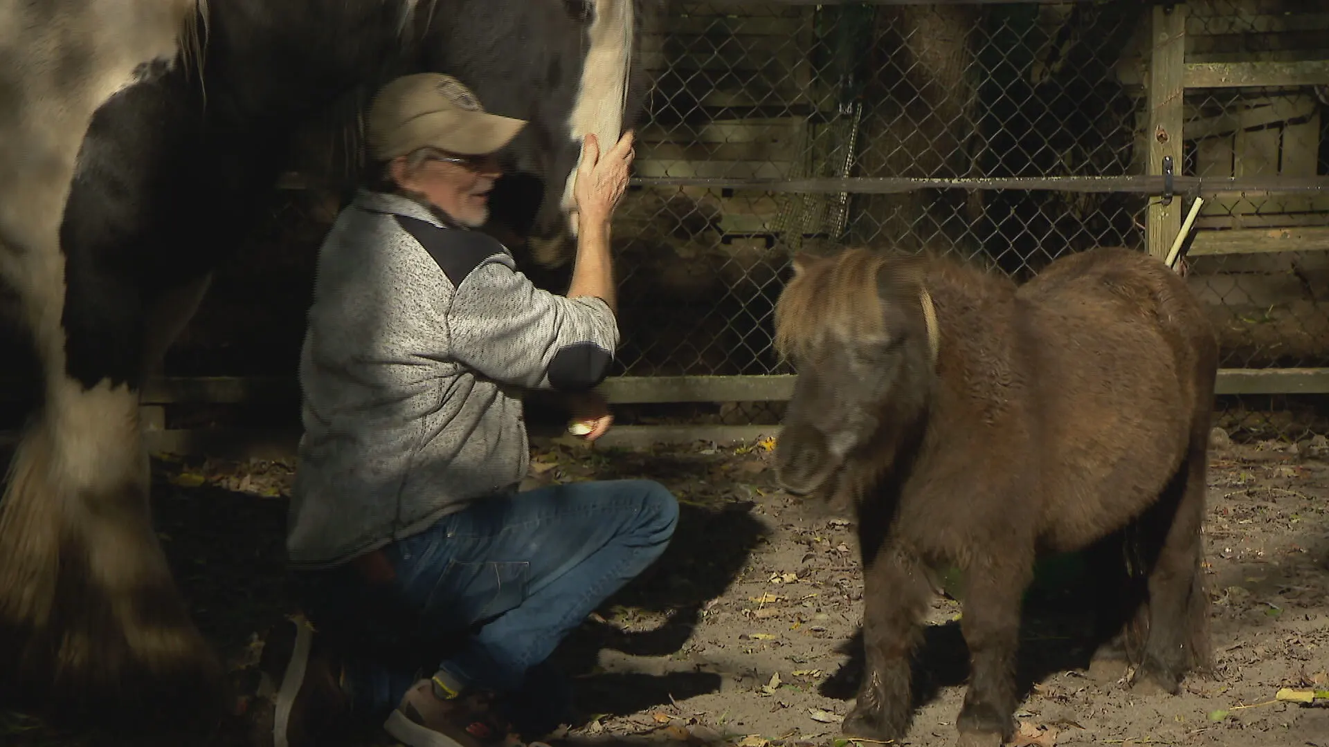 #CrisisvanNL: Na 35 jaar raakt André zijn dierenopvang kwijt: 'Ik weet niet wat ik anders moet doen'
