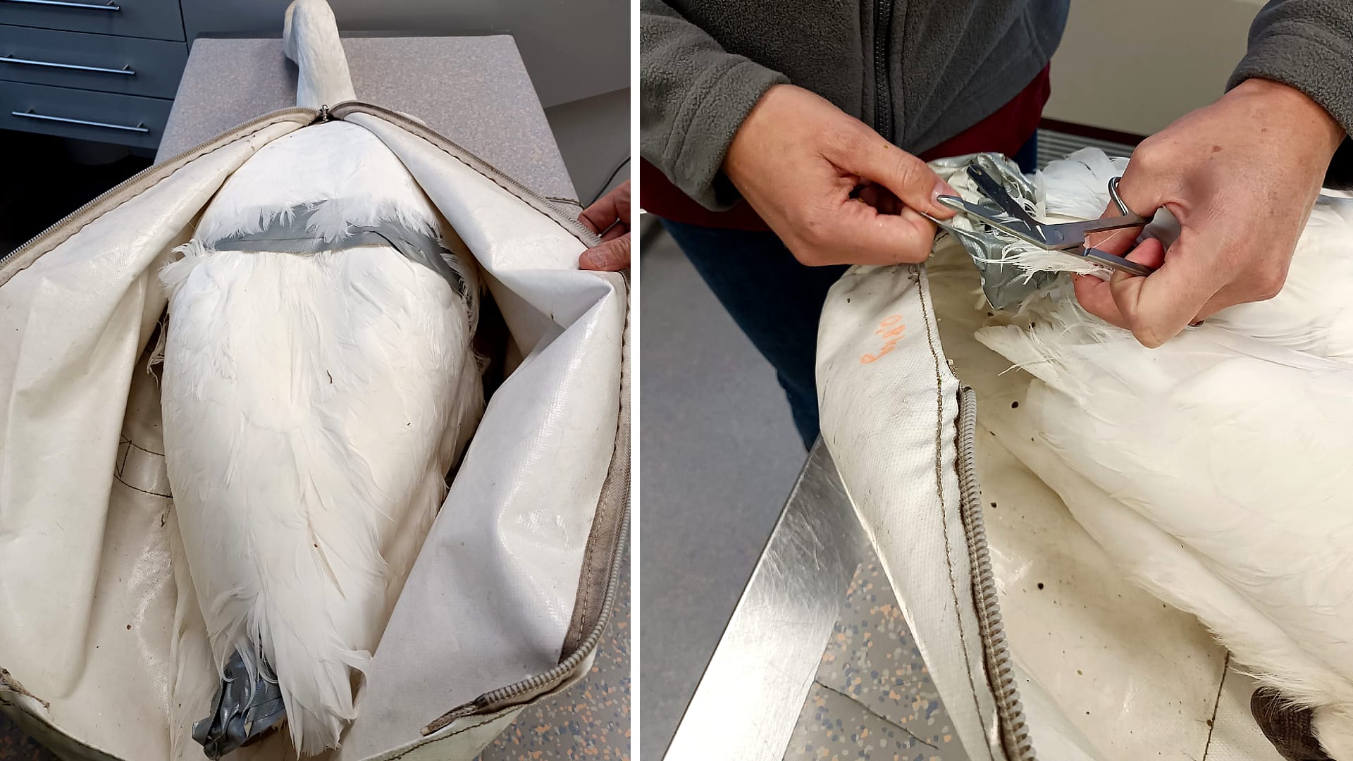 Dierenbeul bindt vleugels van zwaan vast met ducttape