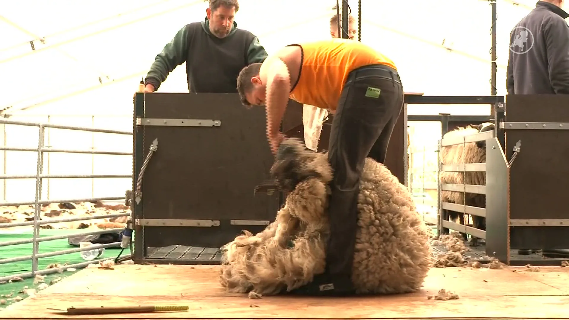 Zwoegen met een missie: duo wil 1400 schapen scheren voor KWF