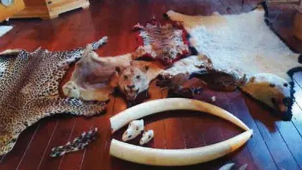 Zes maanden cel en boete geëist tegen Helmondse handelaar in bedreigde diersoorten