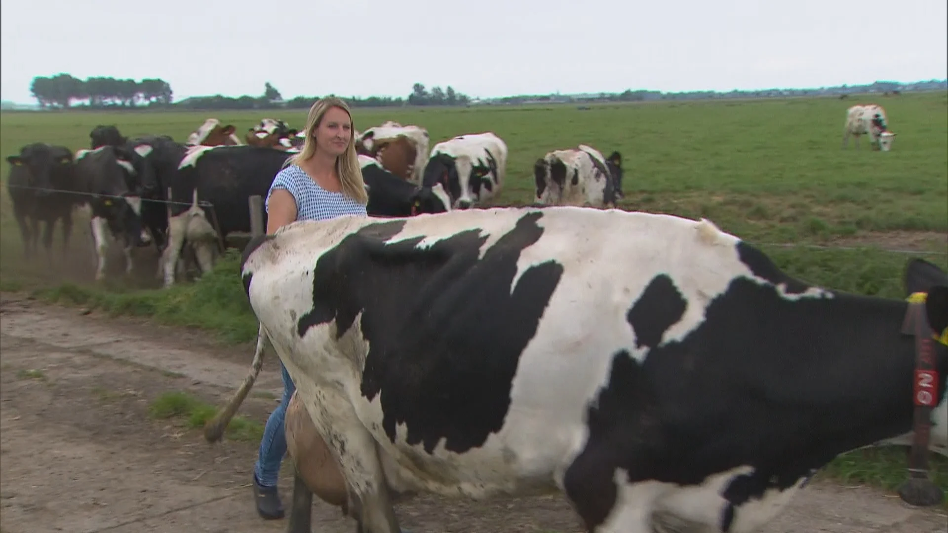 Koeienboeren vrezen failliet te gaan door corona: 'Het water staat aan onze lippen'
