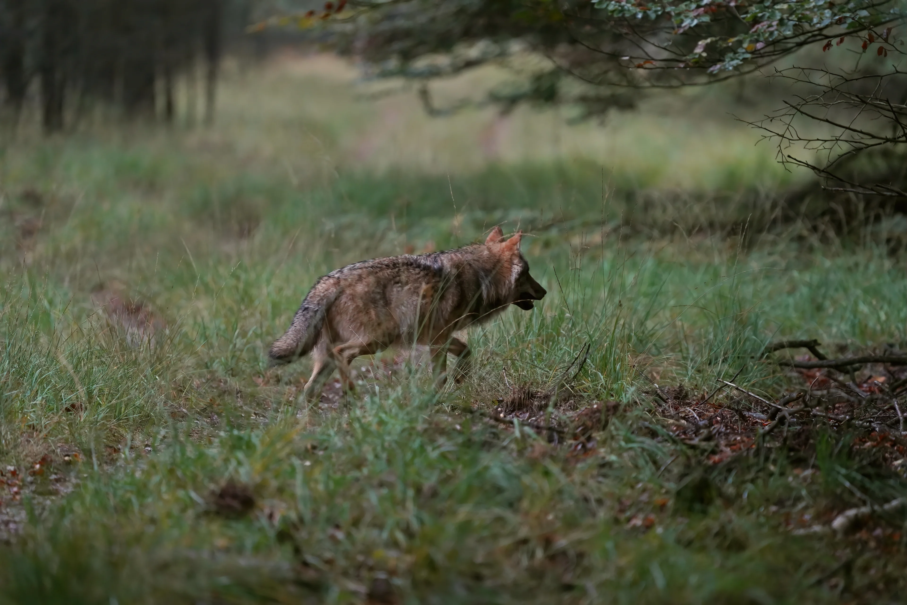 Twee wolvenwelpen gespot in Nationaal Park De Hoge Veluwe