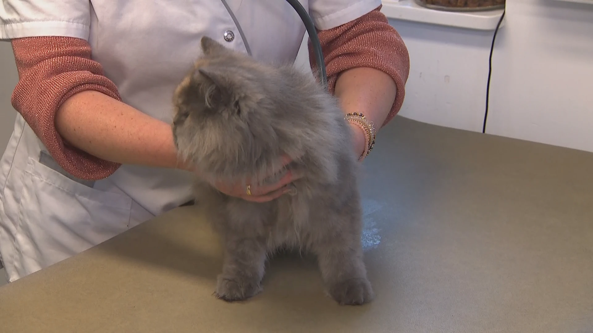 'Honderden dierenartsen overwegen te stoppen vanwege discussie over stijgende kosten'