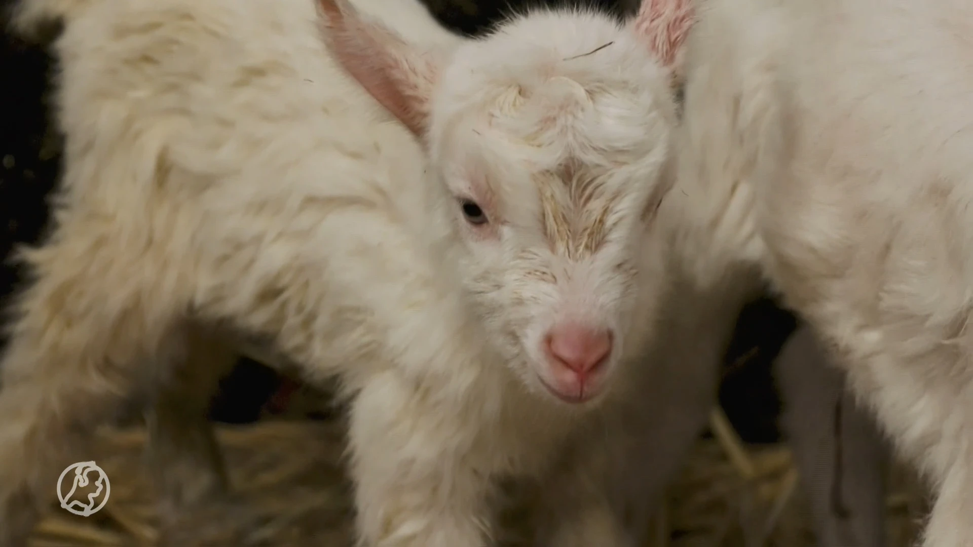 Drukke beestenboel: Geboortegolf in DierenPark Amersfoort
