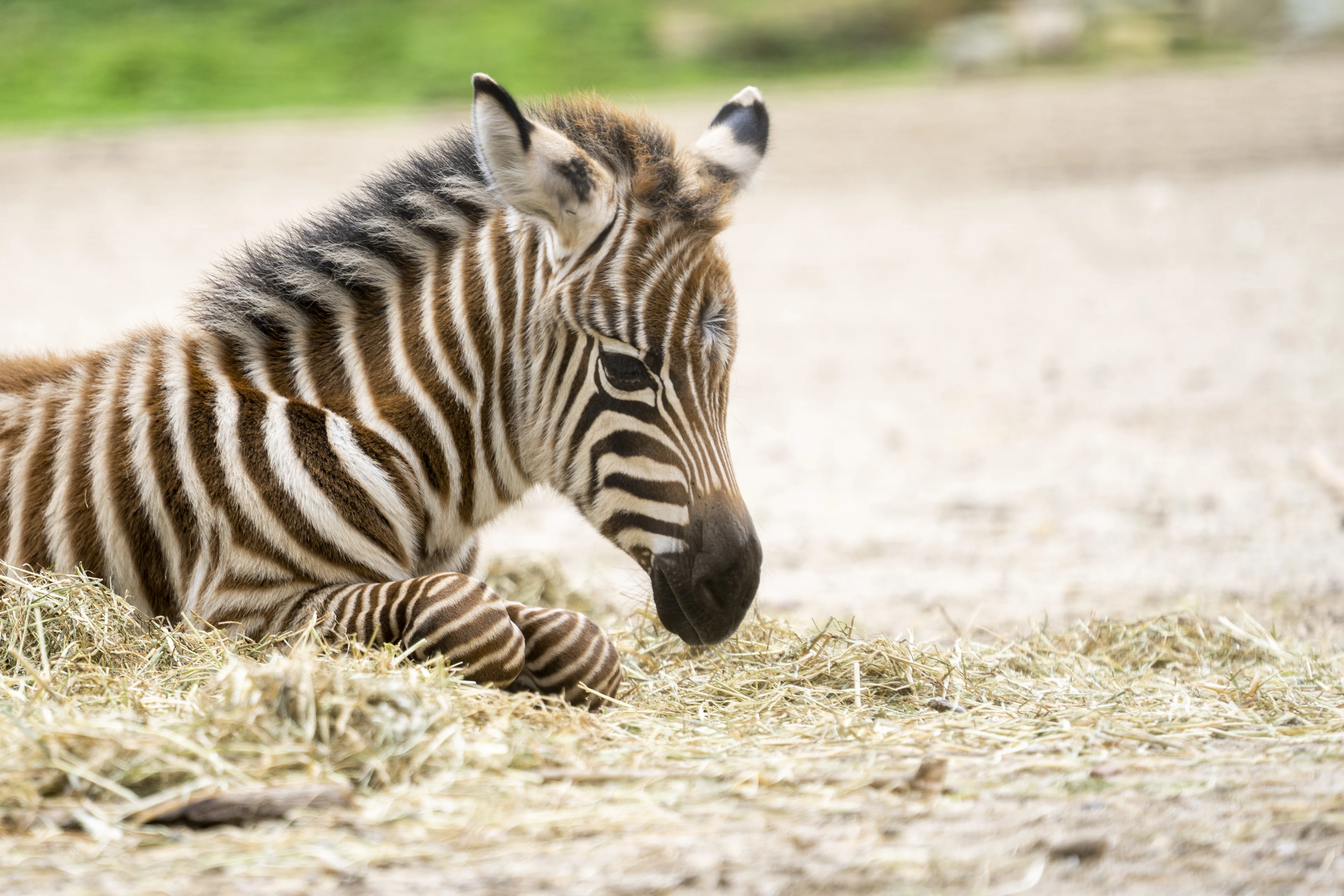 Zebraatje geboren in Burgers' Zoo onder oog van publiek