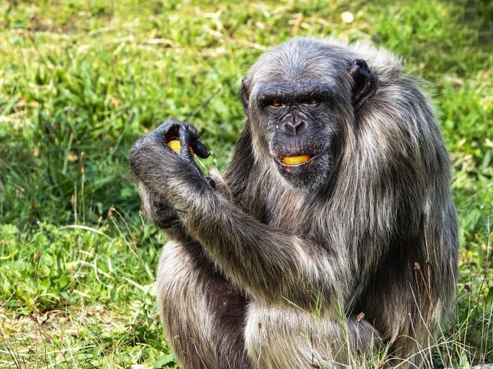Chimpansee Wouter overleden na gevecht met groepsgenoten in Beekse Bergen