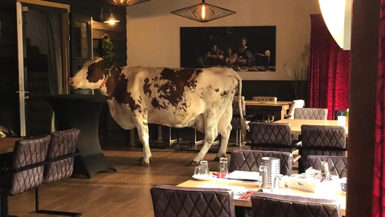 Drachtige koe komt kijkje nemen in restaurant: 'Gelukkig heeft ze niks achtergelaten'