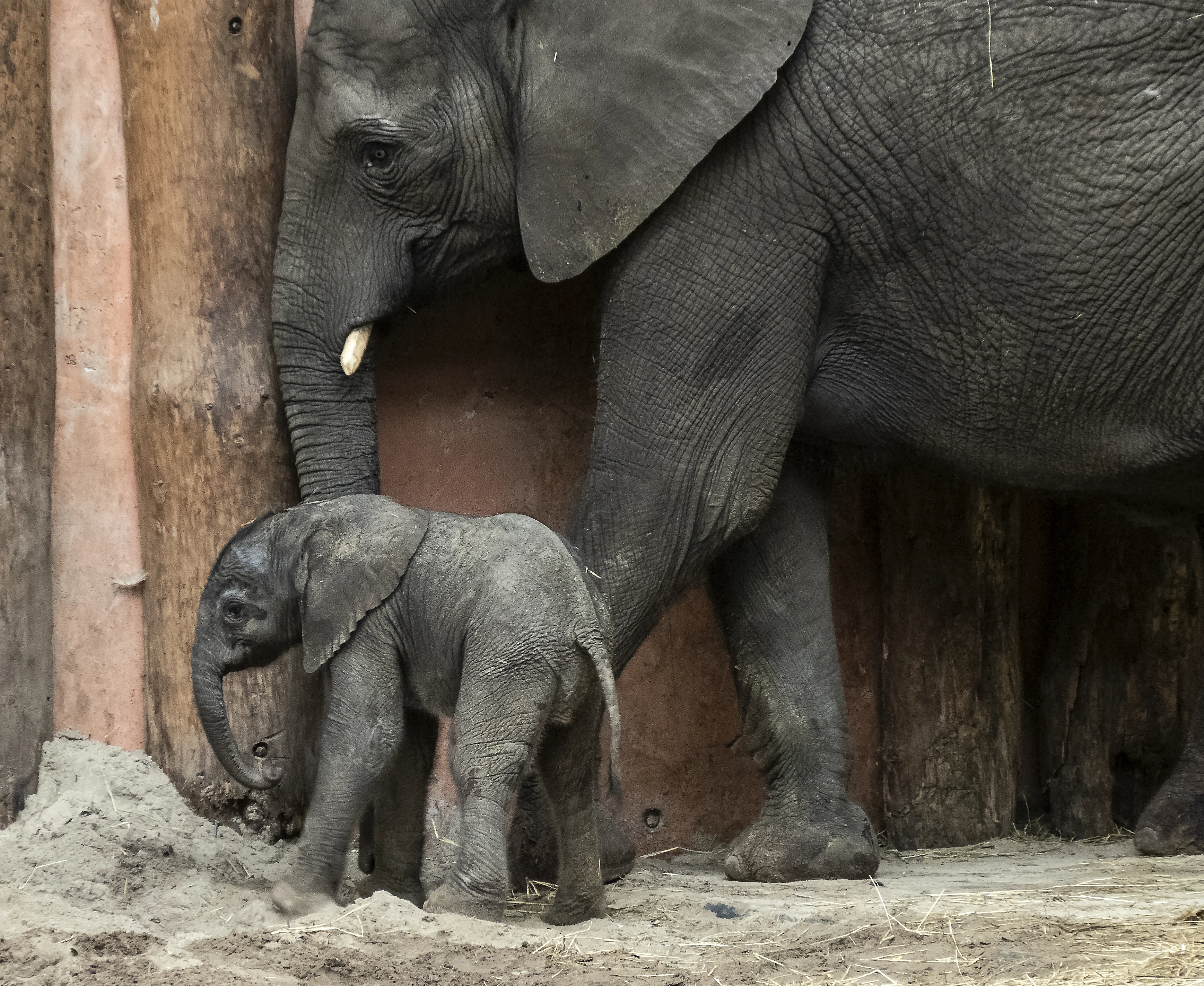 Beschuit met muisjes in Beekse Bergen! Afrikaans olifantje Mosi geboren