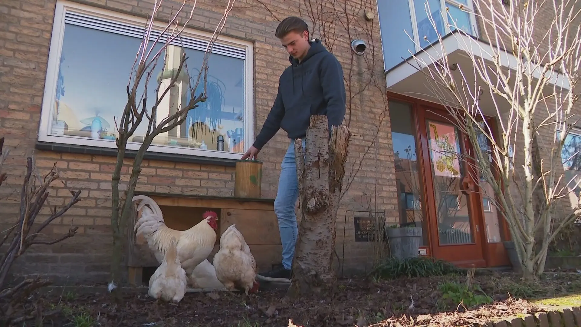 Kippen rukken op en verdelen Utrechtse wijk: 'Oppassen voor eieren tegen je raam'