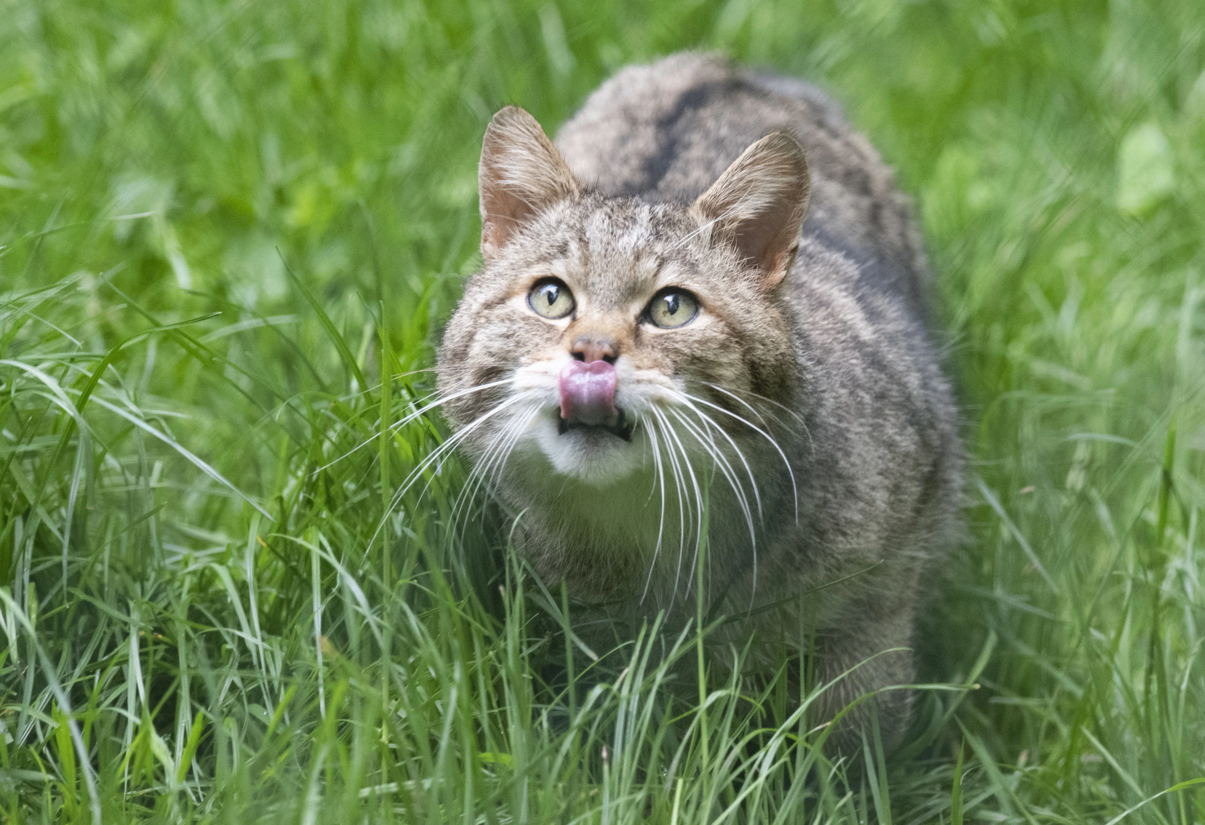 Overijssel wil afschieten verwilderde katten toestaan om weidevogels te beschermen