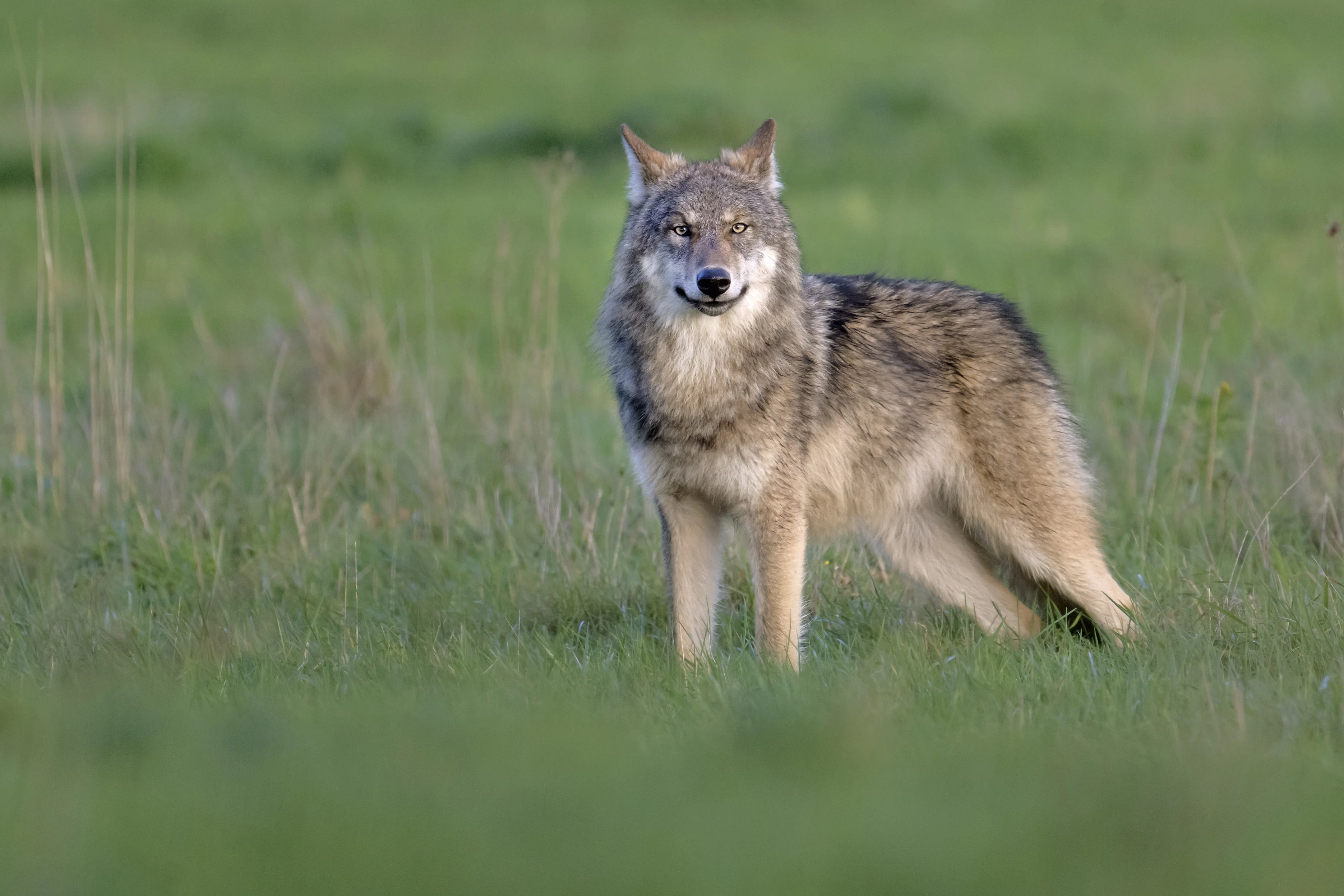 Gezenderde wolf van Hoge Veluwe loopt 2500 kilometer en duikt op bij Utrecht