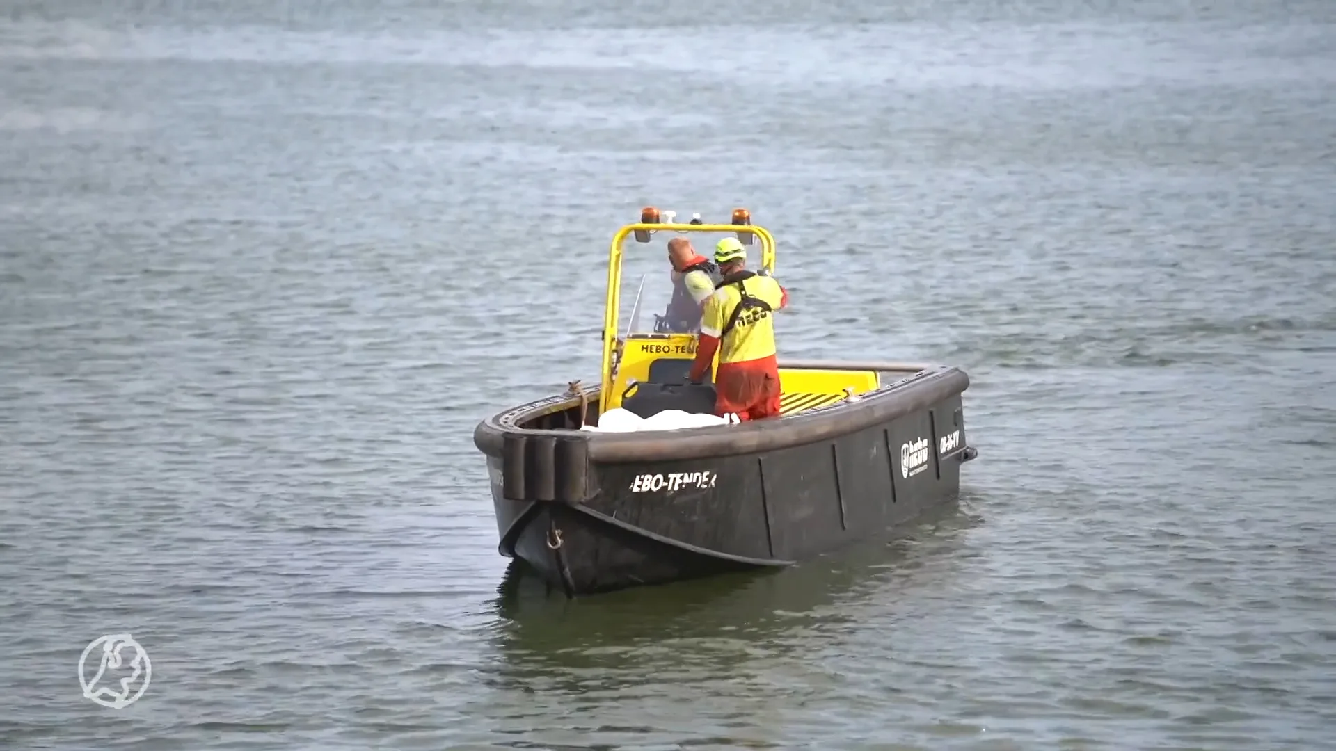 Zwanen besmeurd met olie laten zich niet makkelijk vangen