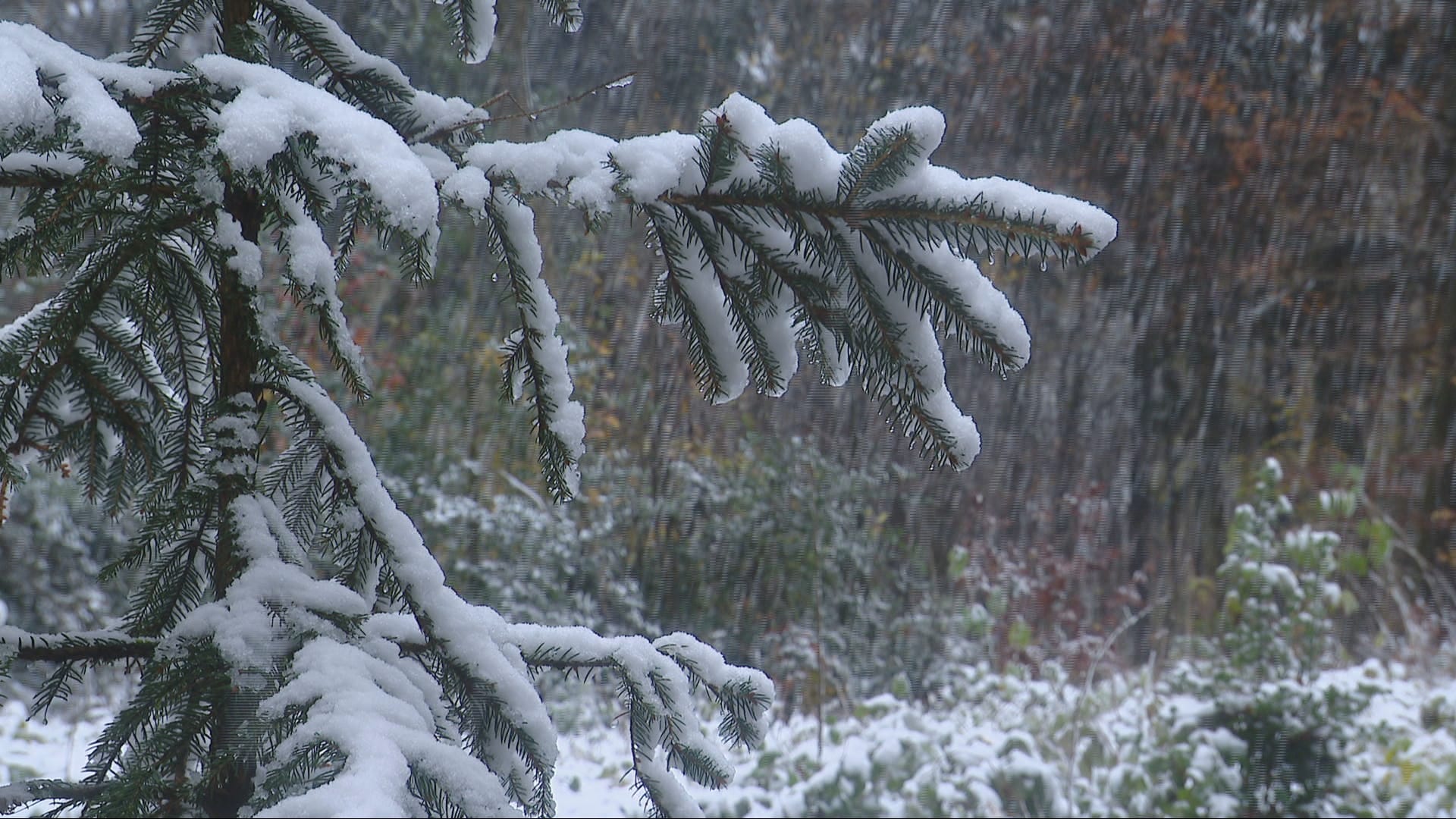 Sneeuw op komst: vandaag en morgen winterse buien, zondagochtend hele land wit