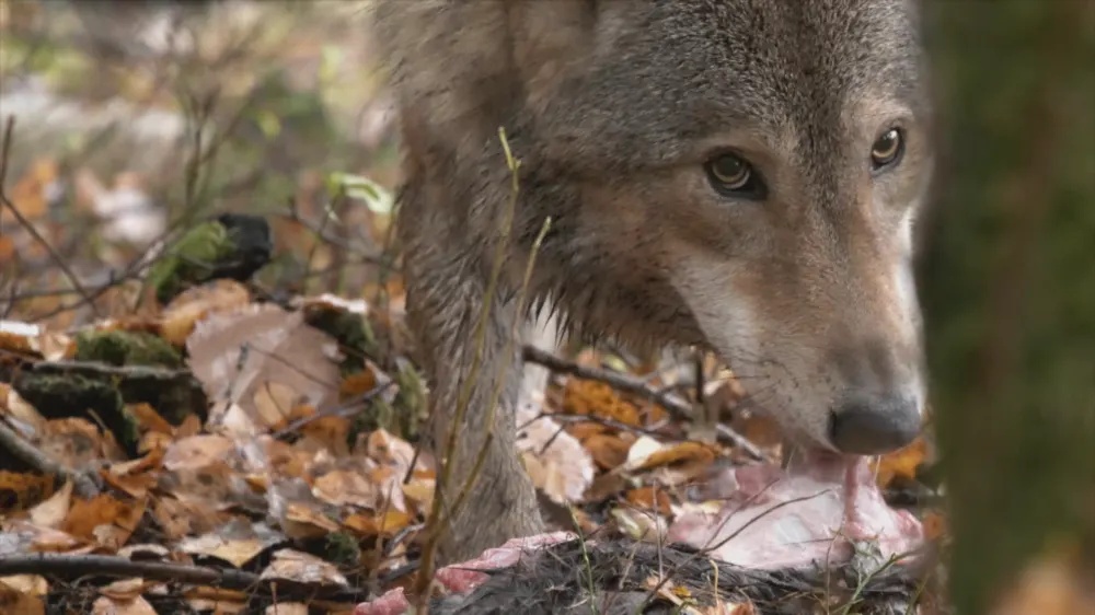 Wolf doodgeschoten op A12: 'Gaat vaker gebeuren'