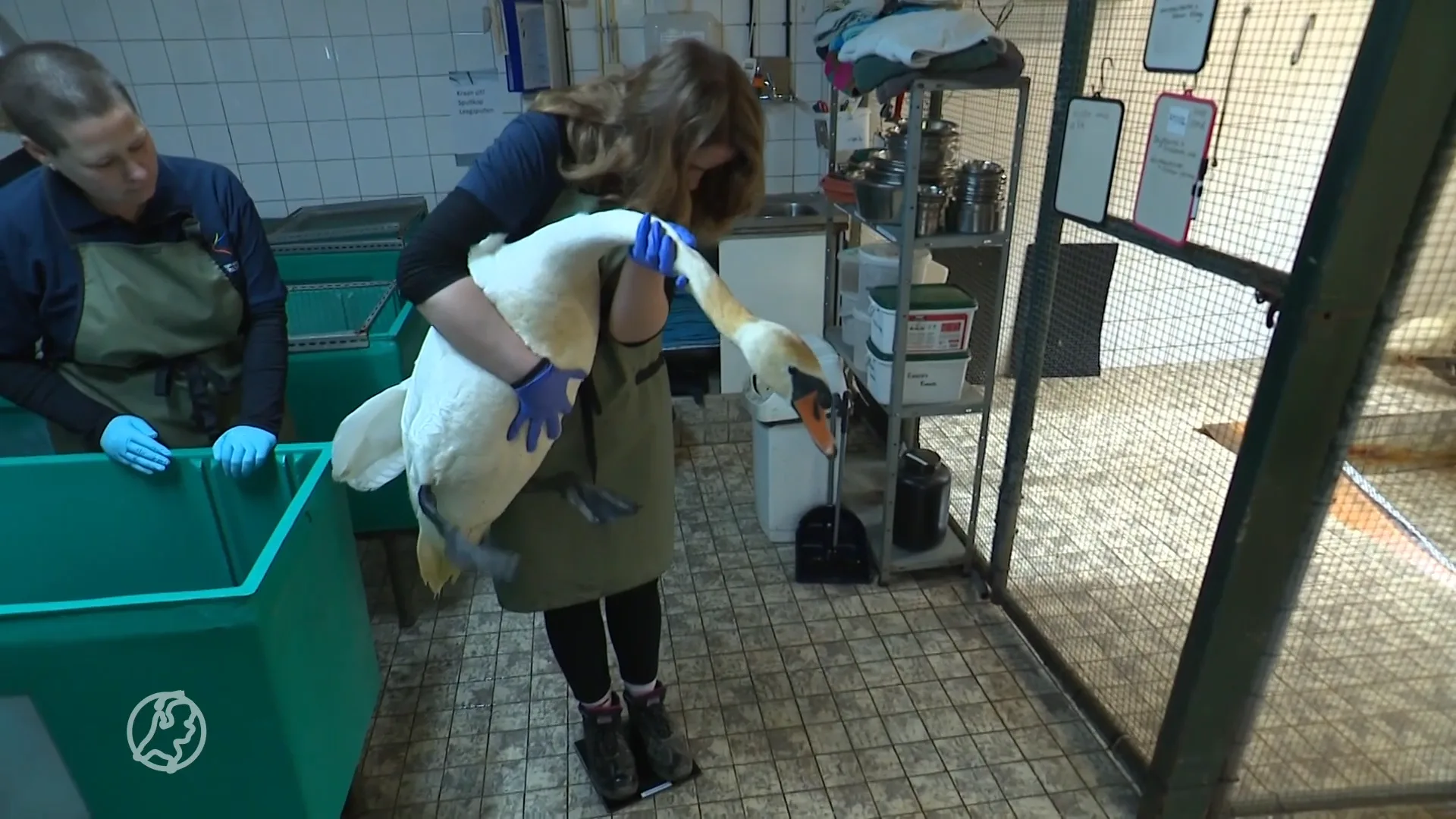 Vogelopvang Utrecht in de financiële problemen: 'Kunnen minder vogels opvangen' 