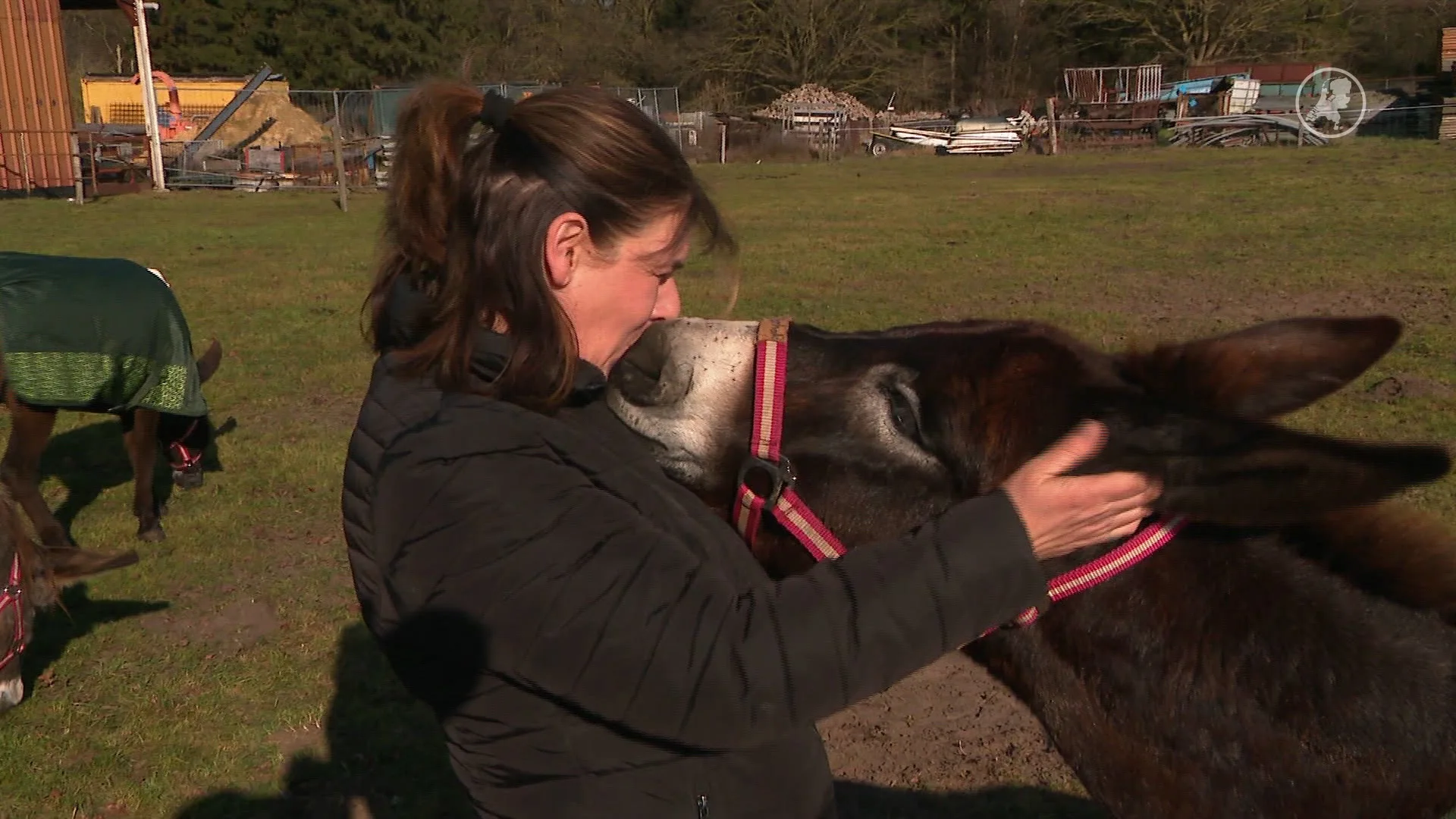 Mishandelde en graatmagere ezels uit oorlogsgebied nu veilig in Brabant