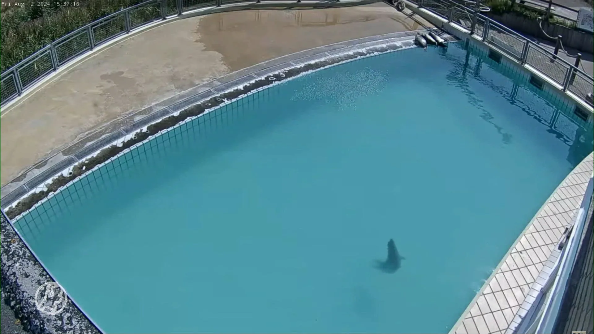 Nederlandse zeehonden mateloos populair in Japen