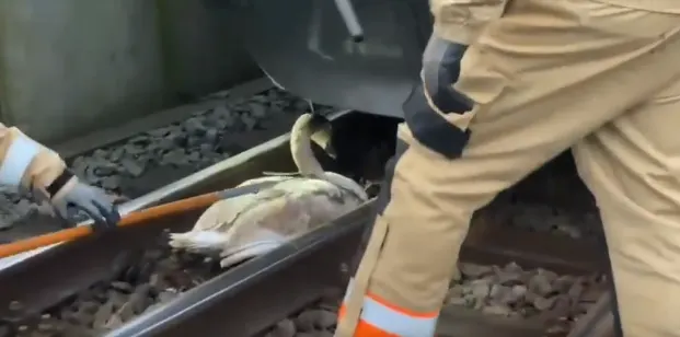Dodelijk ongeluk met zwaan bij Station Amsterdam Centraal