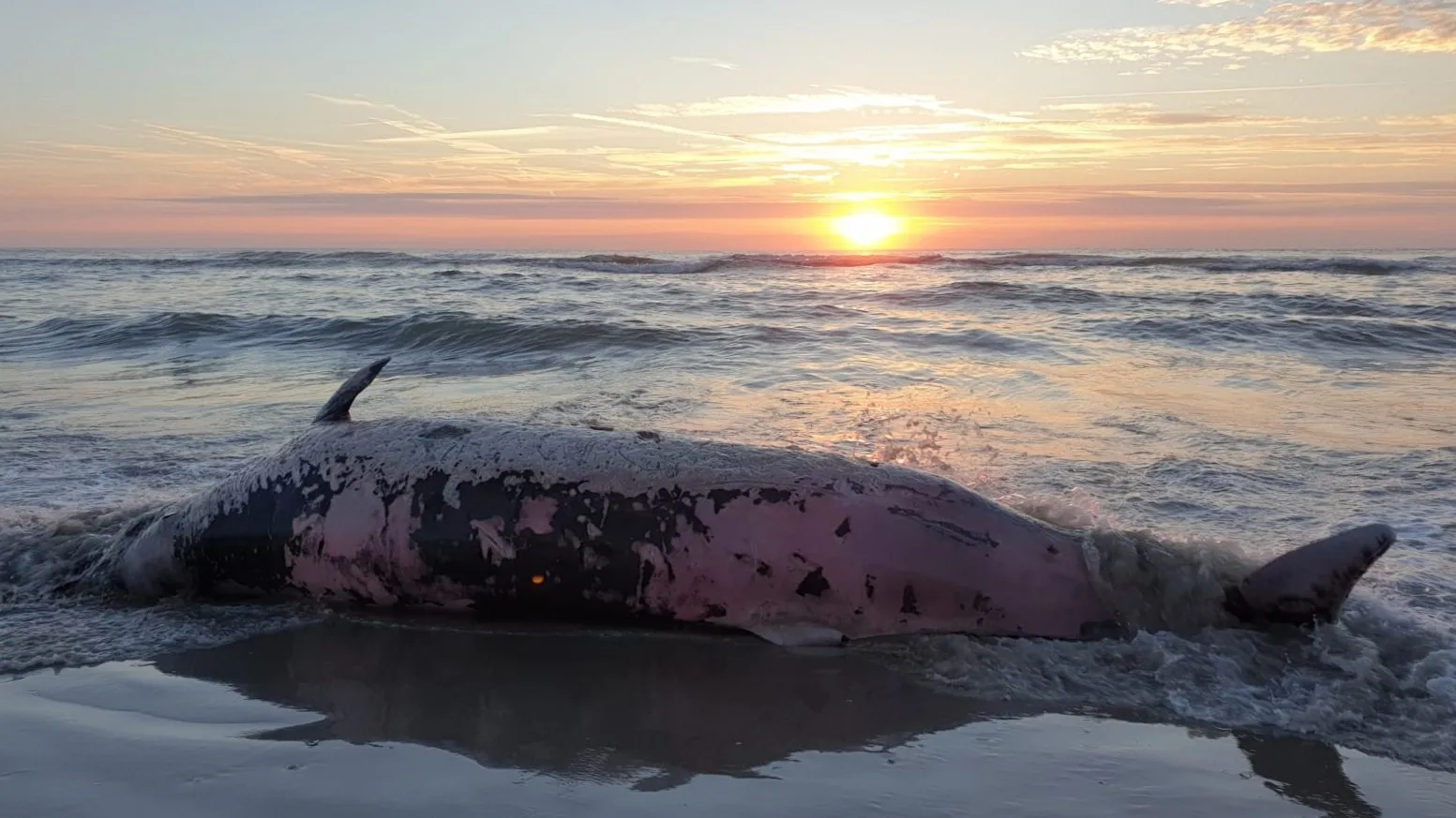 Spitssnuitdolfijn dood aangespoeld op strand van Texel