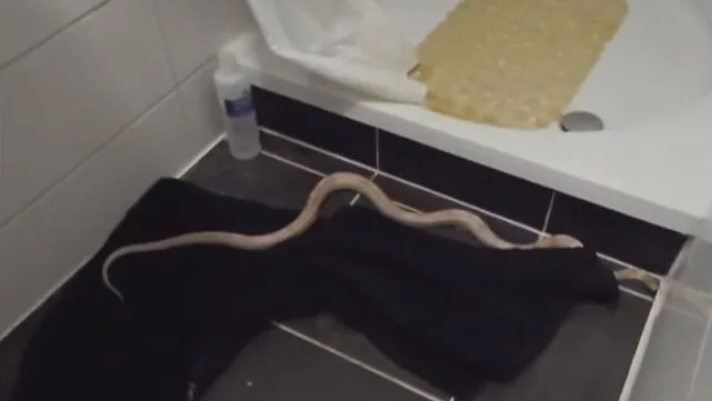 Mensen vinden wurgslang in badkamer die daarna ontsnapt en dagenlang zoek is