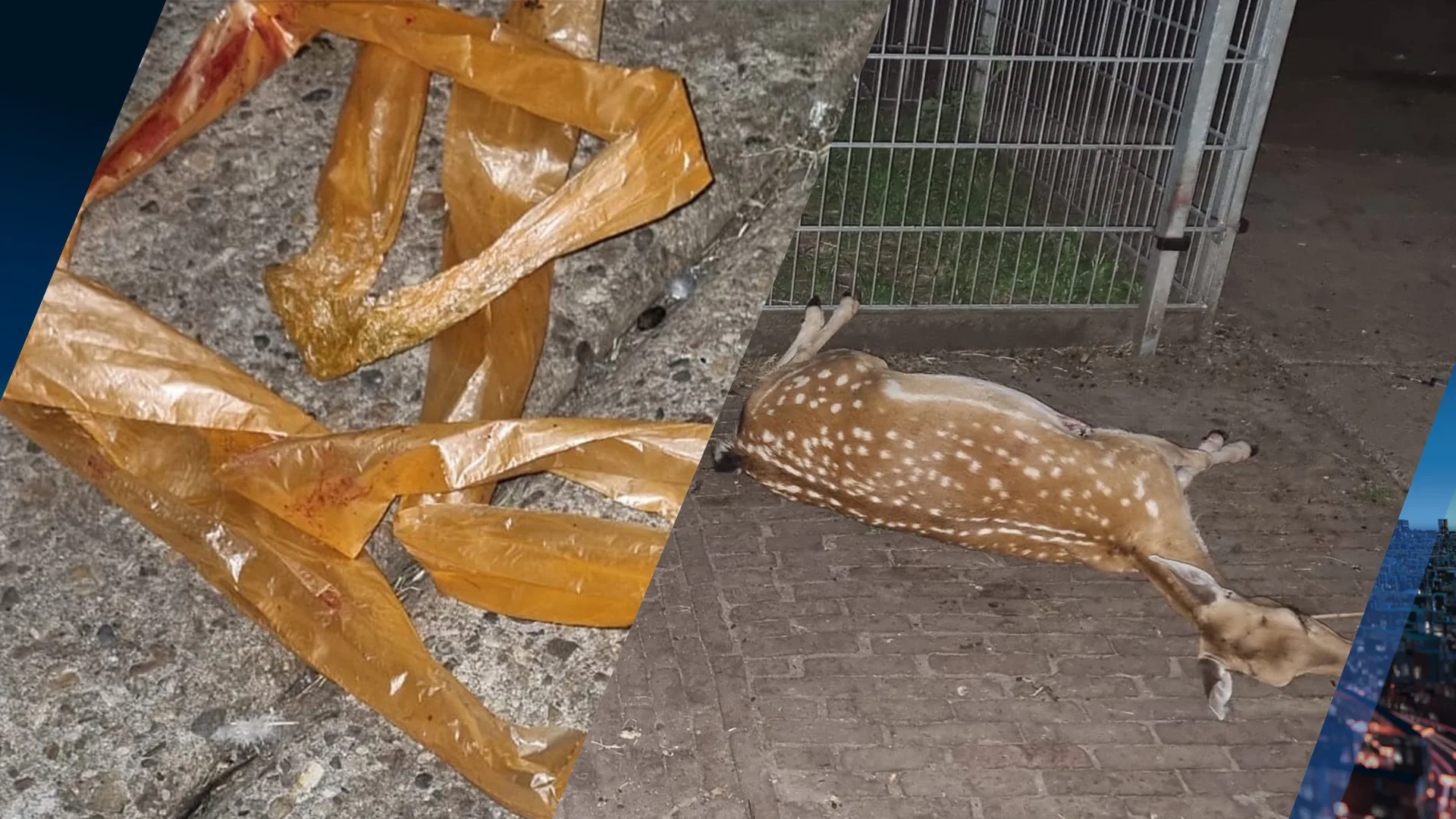 Hertje sterft gruwelijke dood na inslikken pedaalemmerrol: 'Dit had voorkomen kunnen worden'