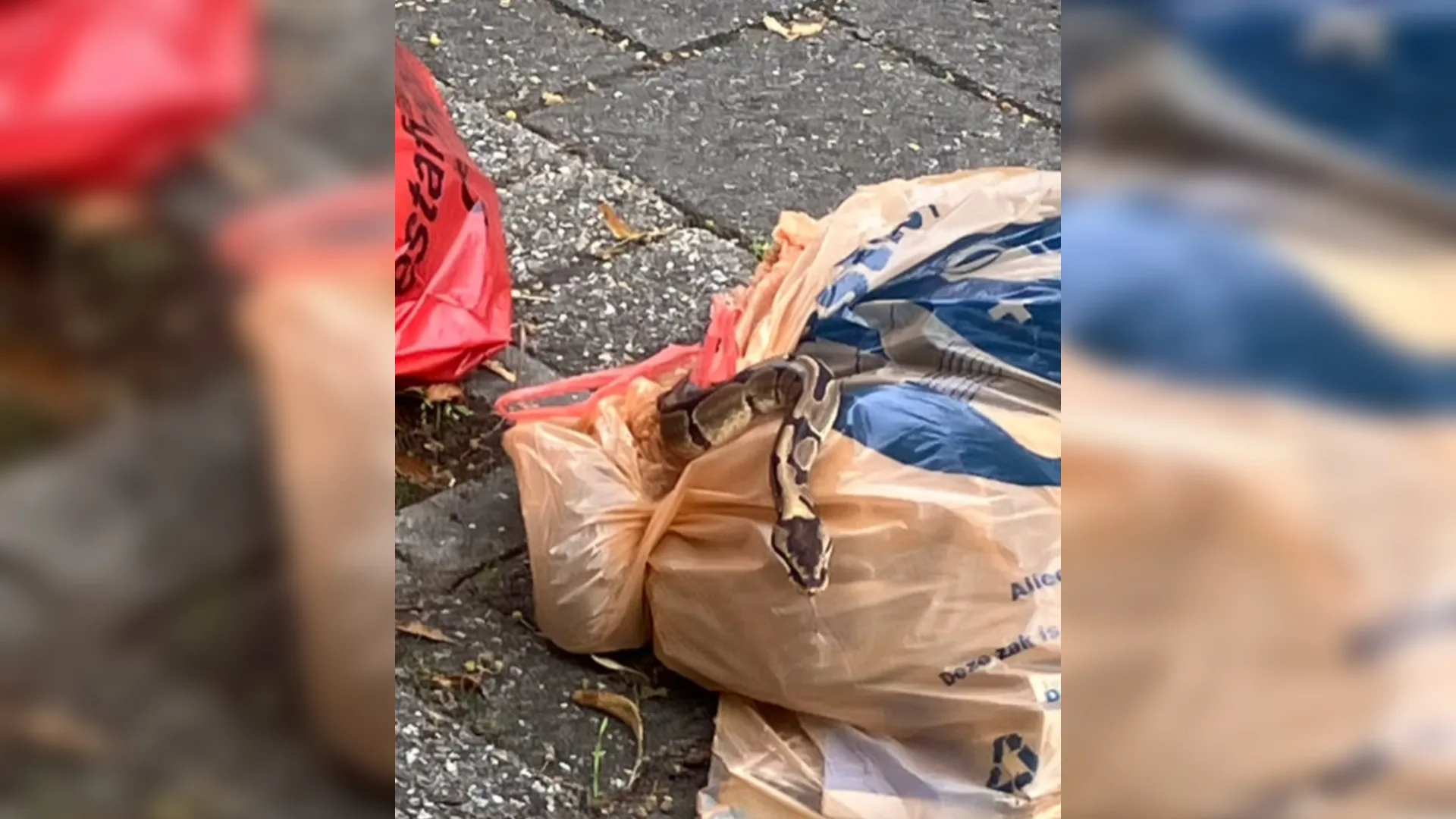 Vuilnismannen zien iets bewegen in afvalzak, blijkt grote slang