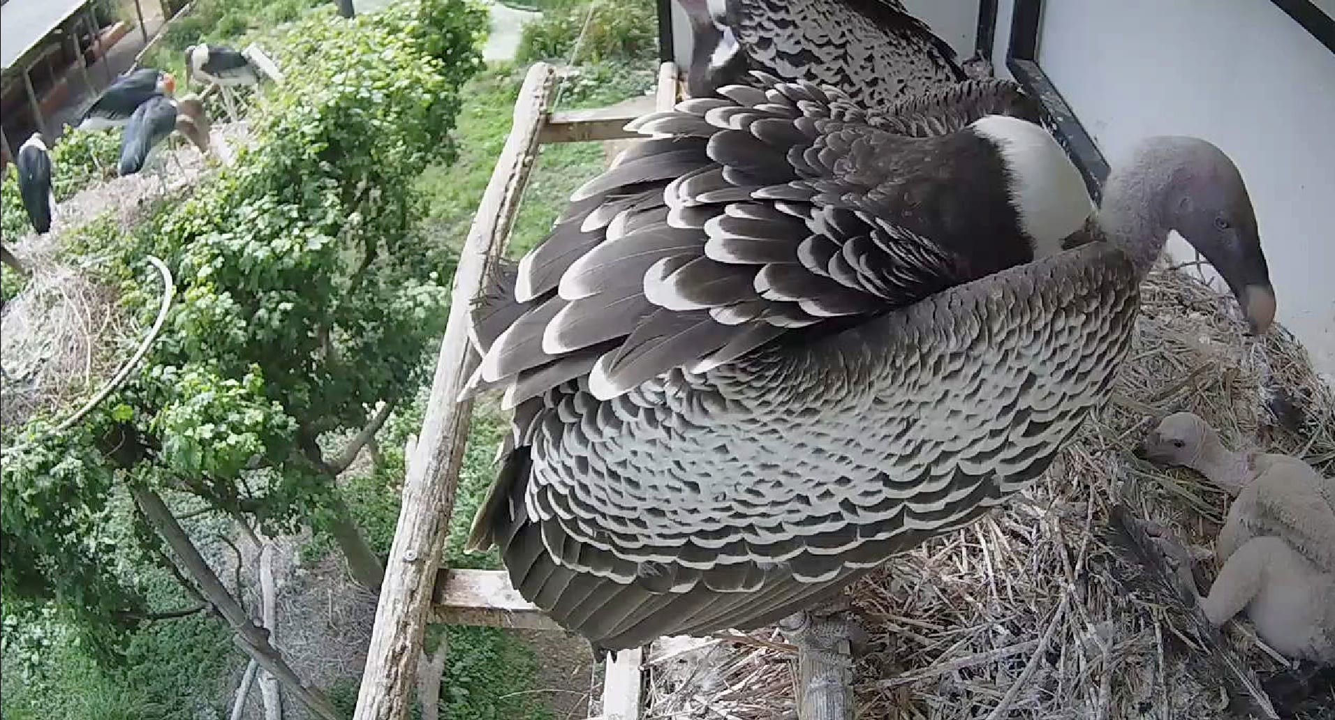 Geen gierige wisseltruc: Avifauna-dieren verzorgen met succes Rotterdamse vogels