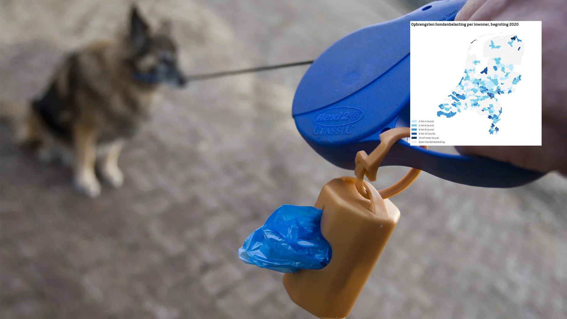 Steeds minder gemeenten heffen hondenbelasting, levert toch nog tientallen miljoenen op