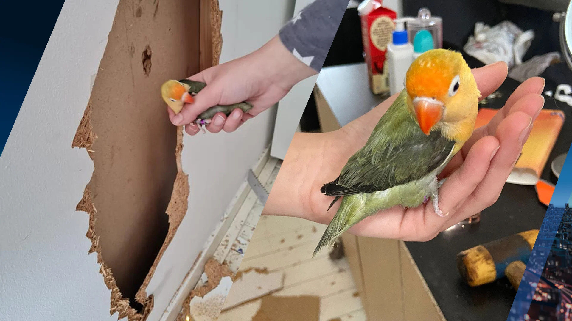 Muur gesloopt om dwergpapegaaitje uit benarde positie te redden