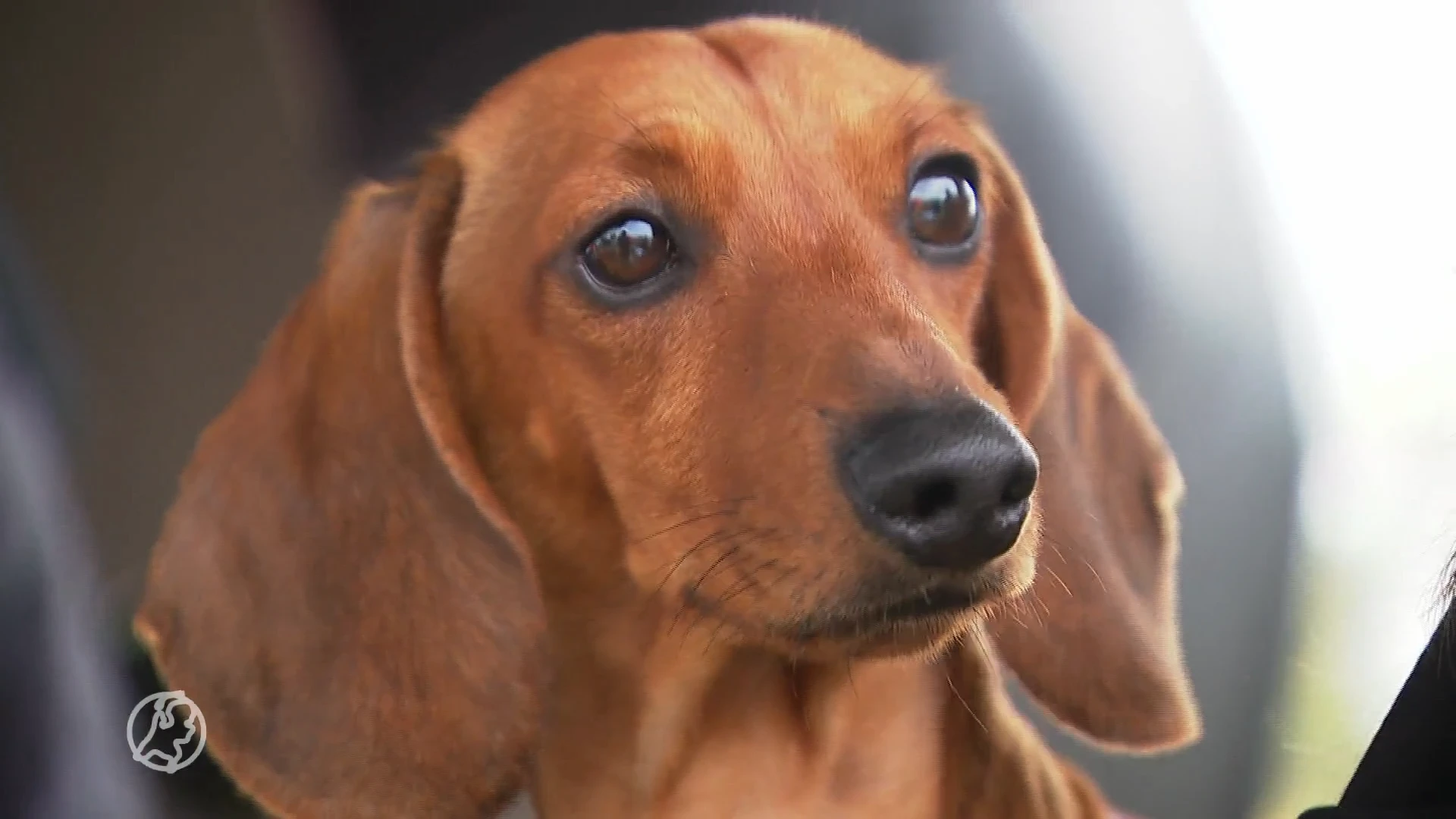 Worstvorming en eigenwijs: duizend teckels en hun baasjes verzamelen zich voor Teckeldag