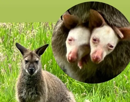 Wallaby-tweeling geboren op boerderij van Anton: 'Komt nauwelijks voor'