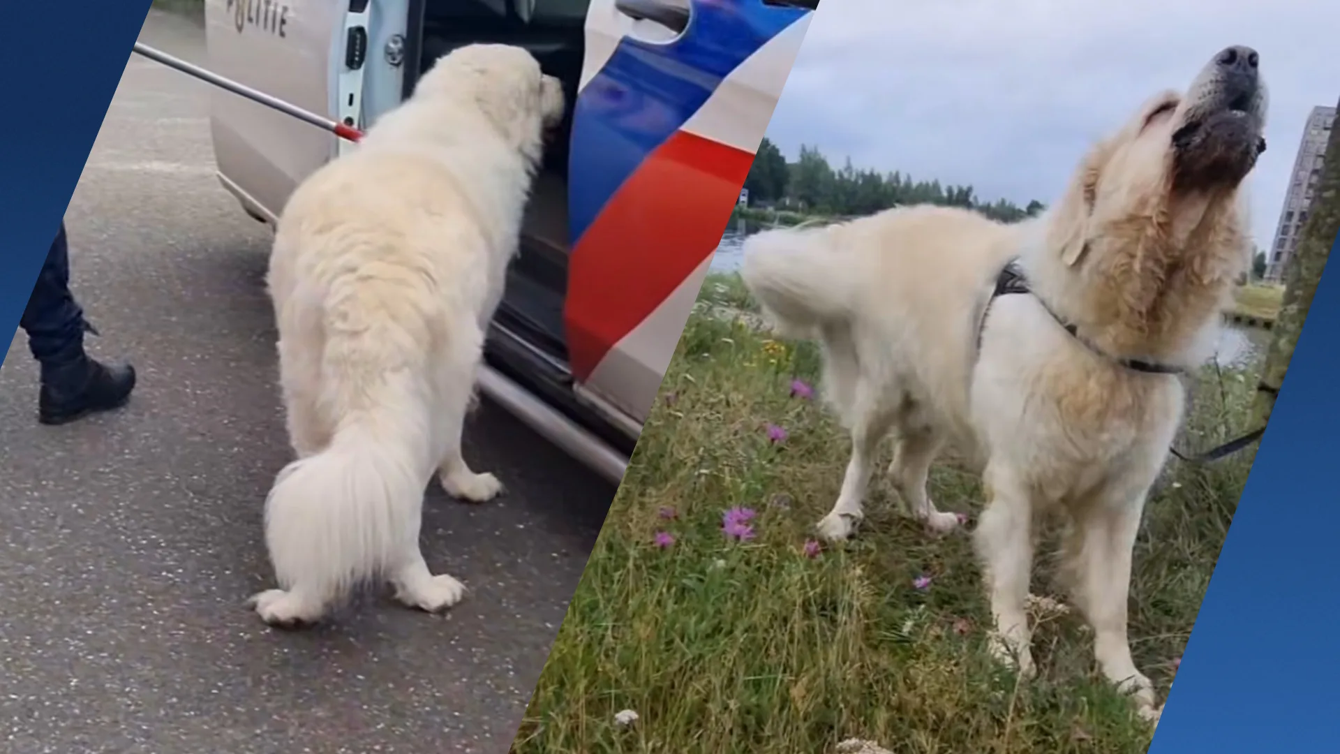 Hond Mees, die urenlang vastgebonden zat aan boom, alsnog overleden