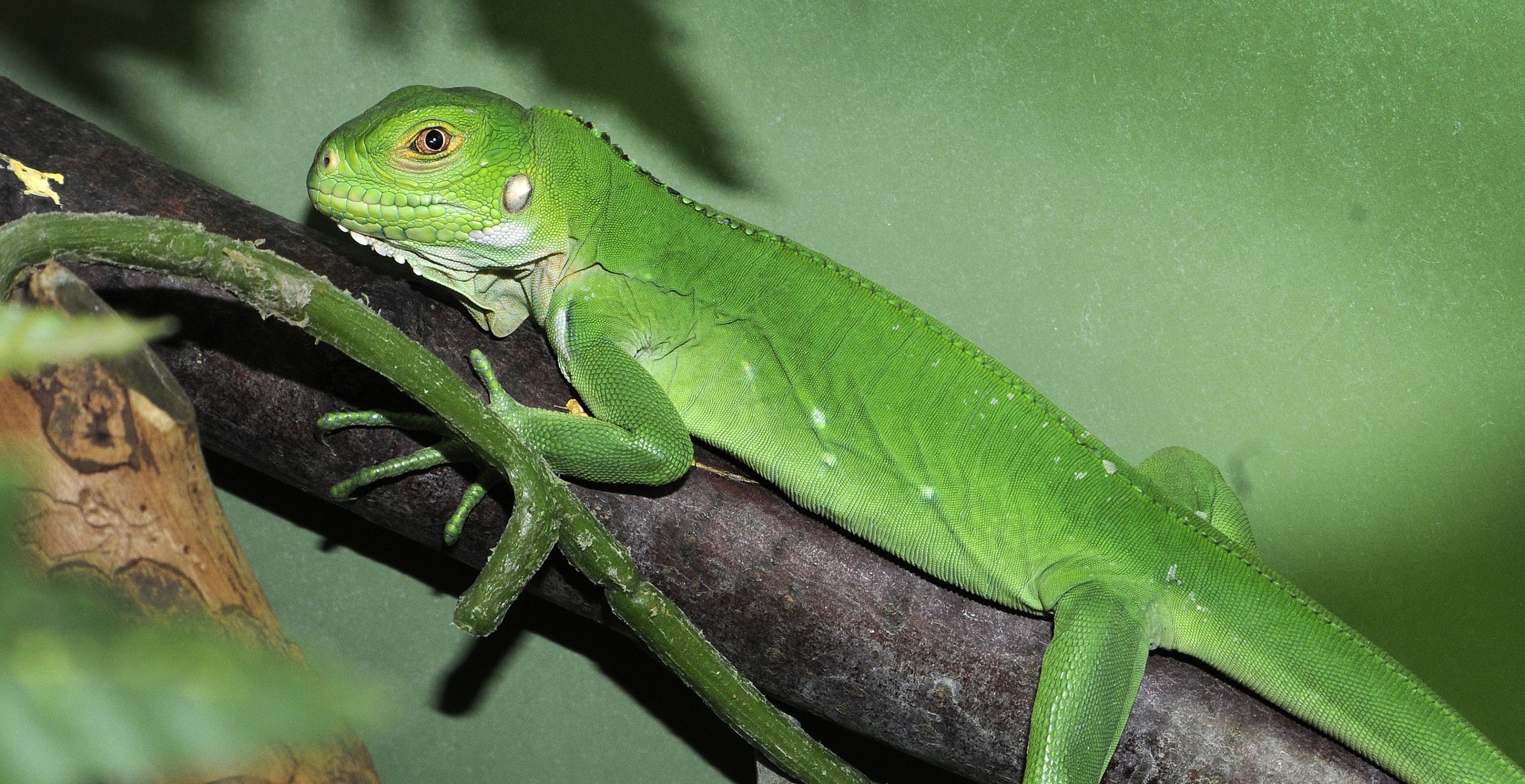 Beschuit met muisjes: bedreigde Antilliaanse leguaan geboren in Blijdorp