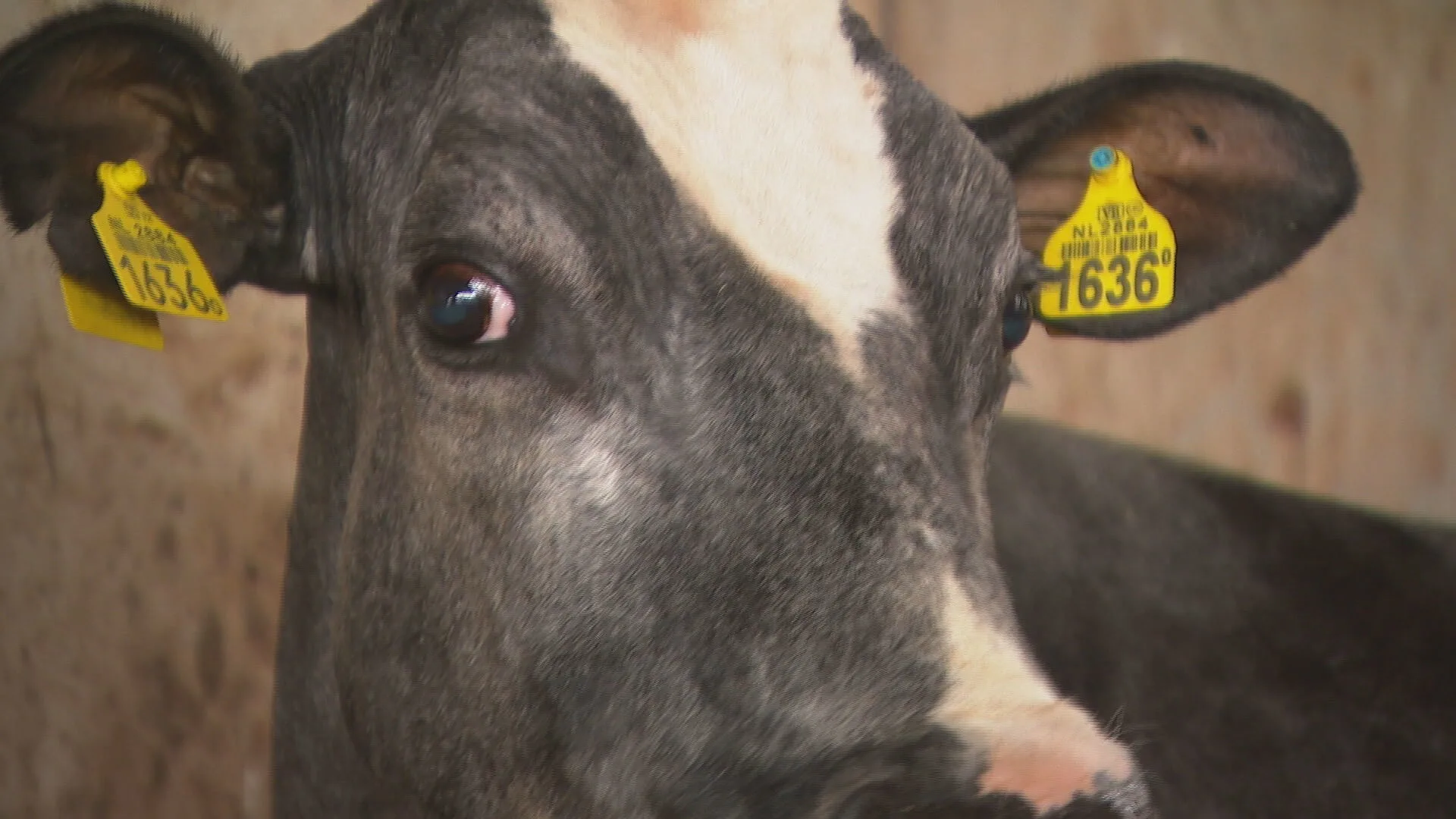 Koe Nora geeft als vierde koe in Nederland 200.000 liter melk