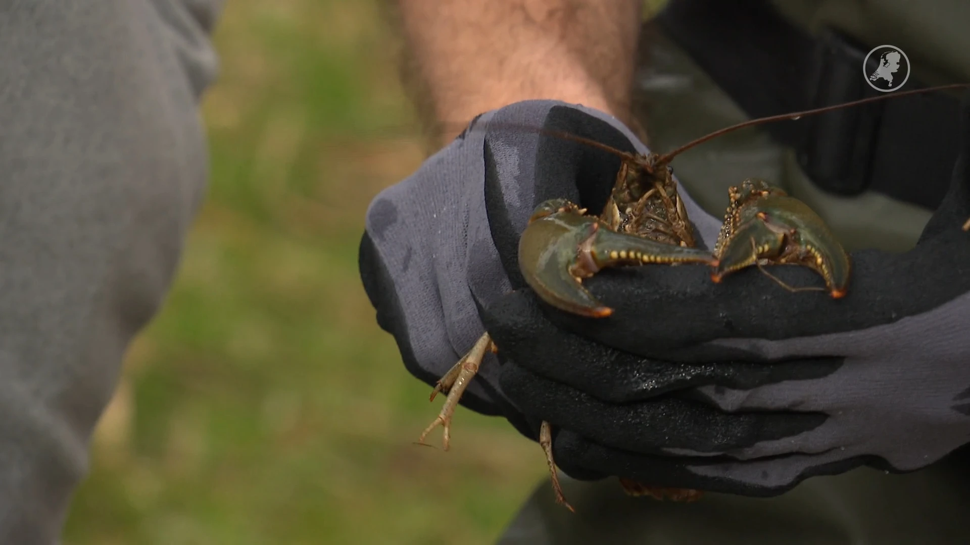 Zijn deze vallen de oplossing tegen de oprukkende Amerikaanse rivierkreeft?