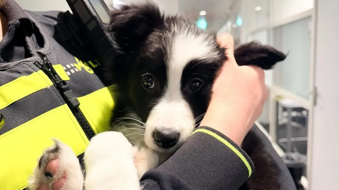 Puppy zit urenlang blaffend en piepend op koud balkon, politie grijpt in
