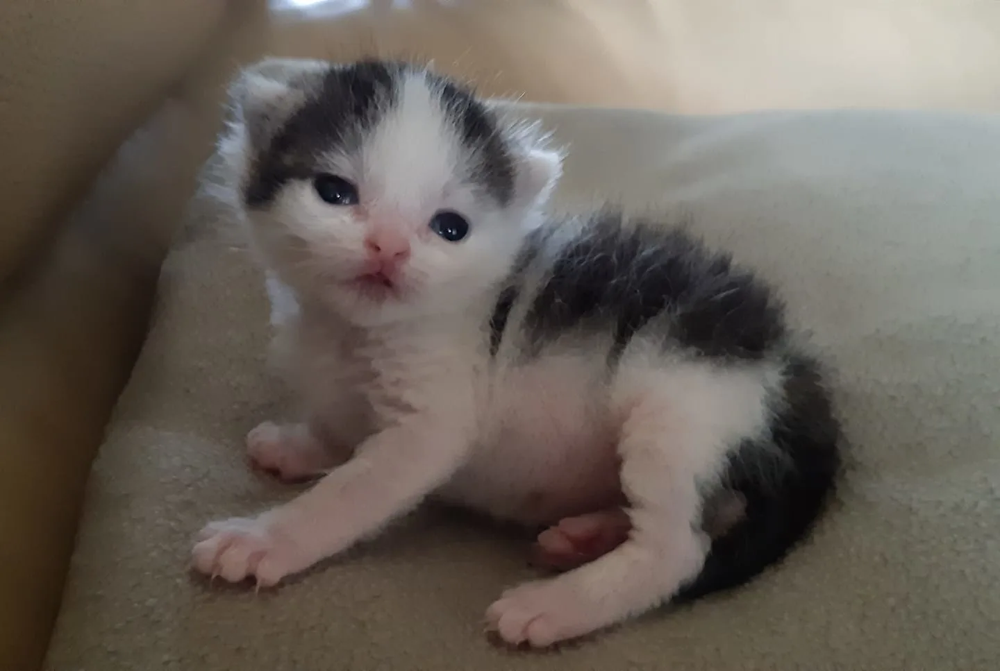 'Invalmoederpoes' gezocht voor kitten Laki die uit dode moeder werd gered