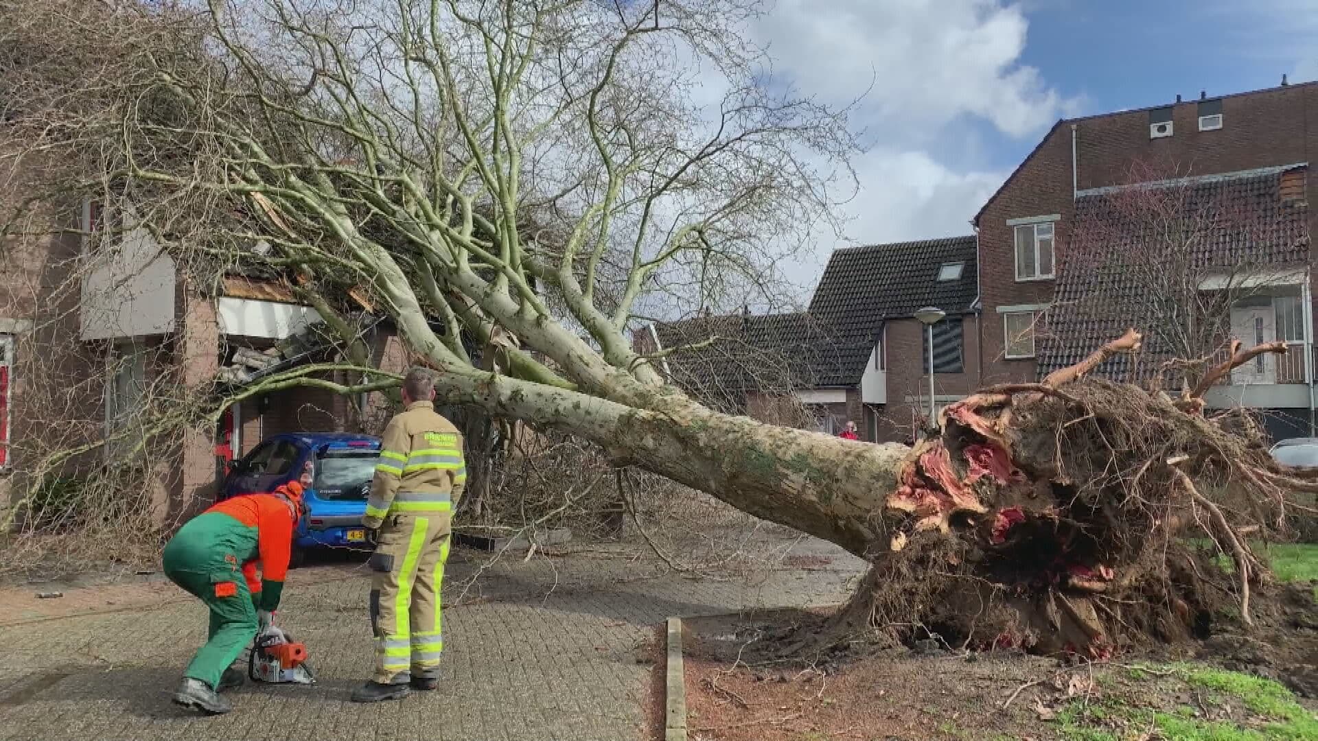 Tientallen meldingen van stormschade: boom valt op huis in Maastricht