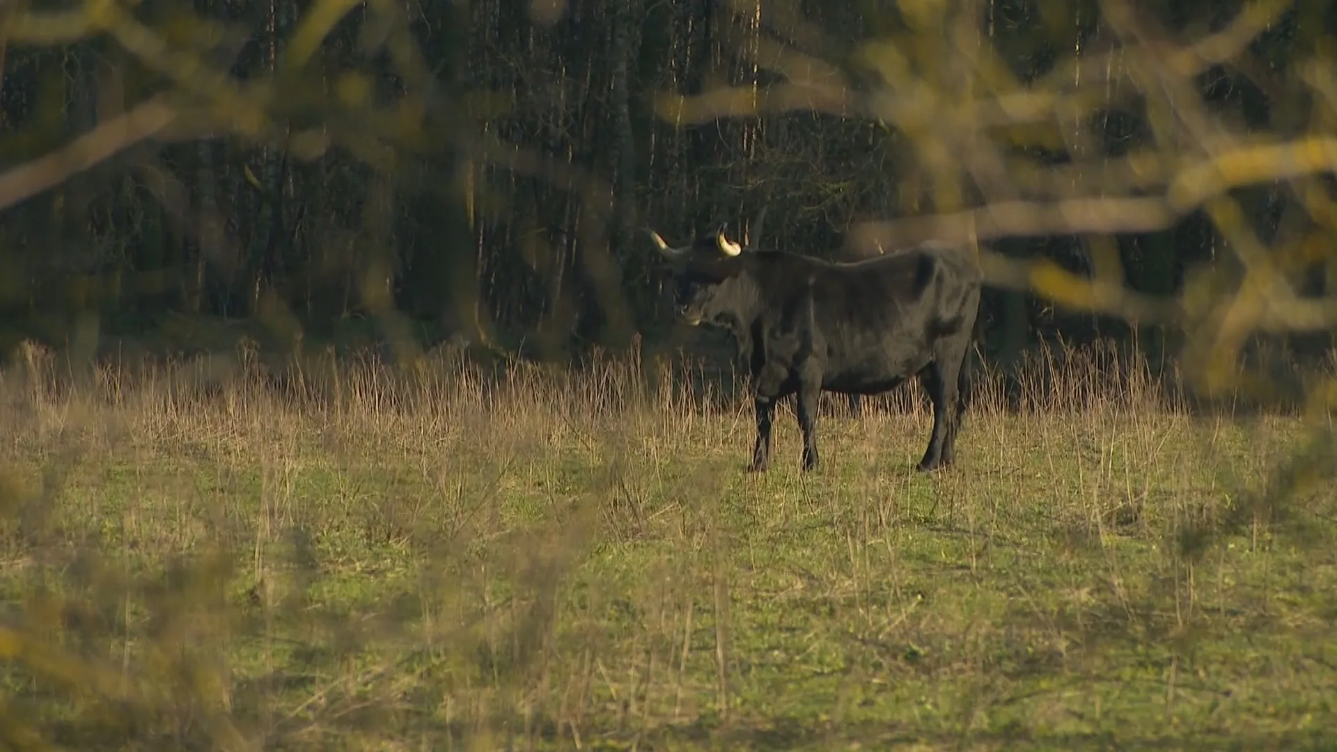 Maatregelen na nieuwe aanval van stier in Brabants natuurgebied